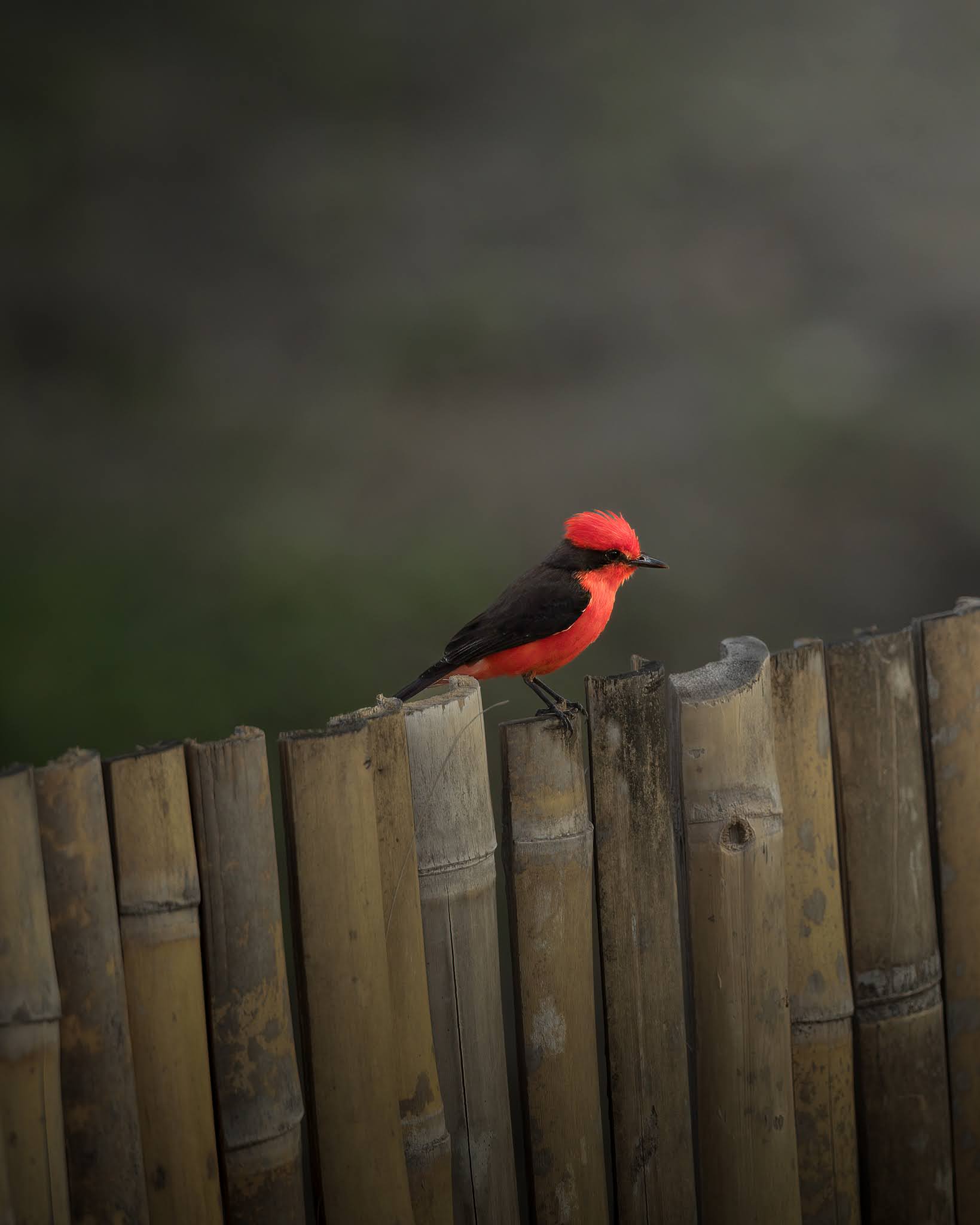 Vermilion Flycatcher