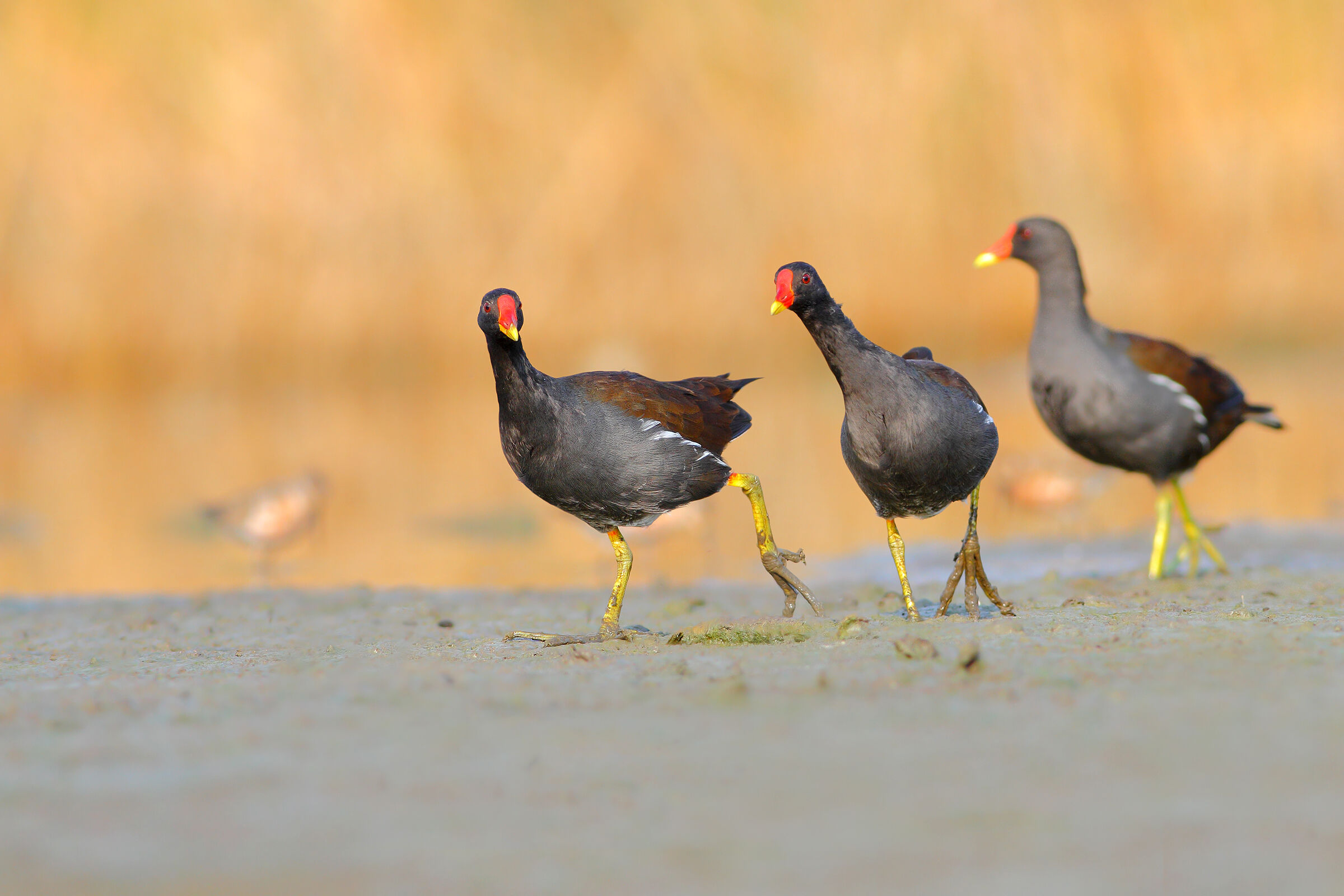 Gallinelle d'acqua.