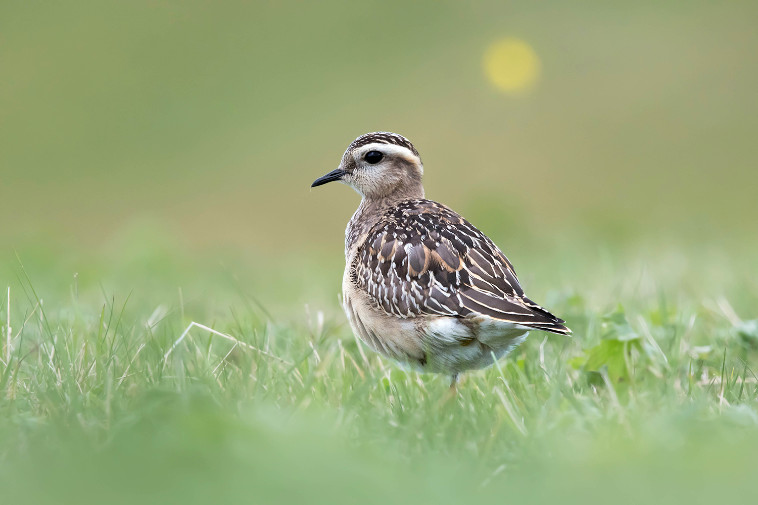 Piviere tortolino (Charadrius morinellus)