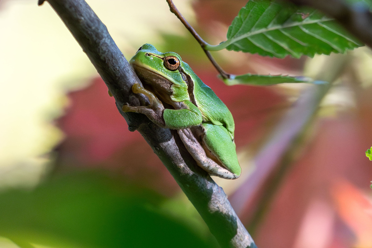Raganella (Hyla intermedia perrini)