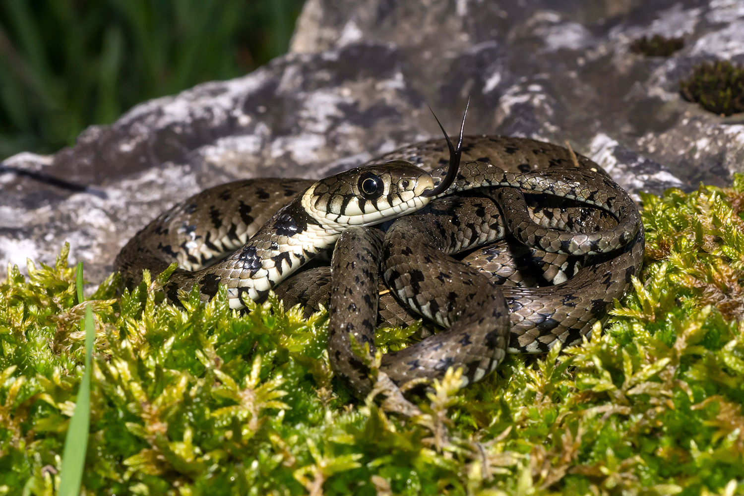 Natrice dal collare barrata (Natrix helvetica)