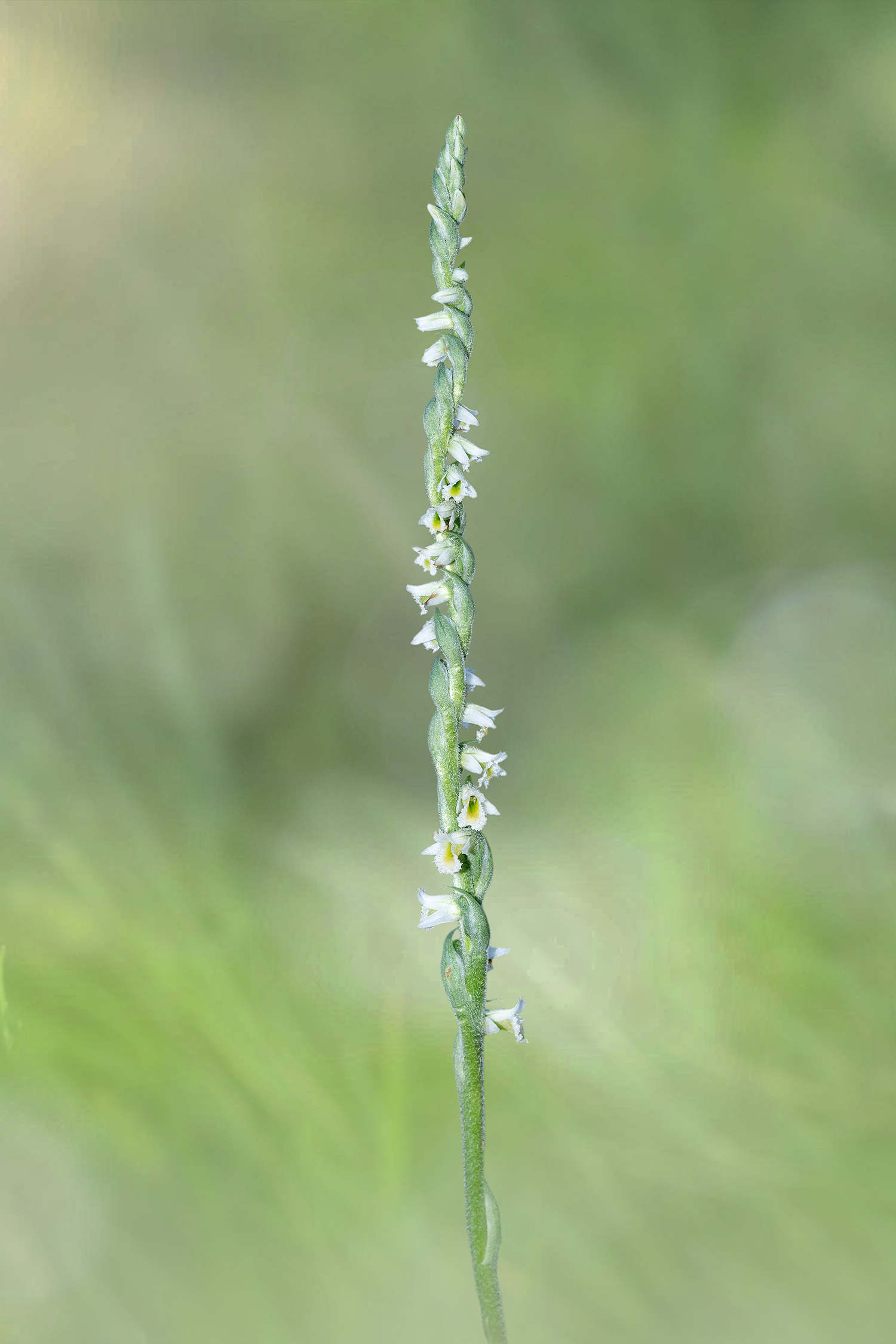 Spiranthes spiralis
