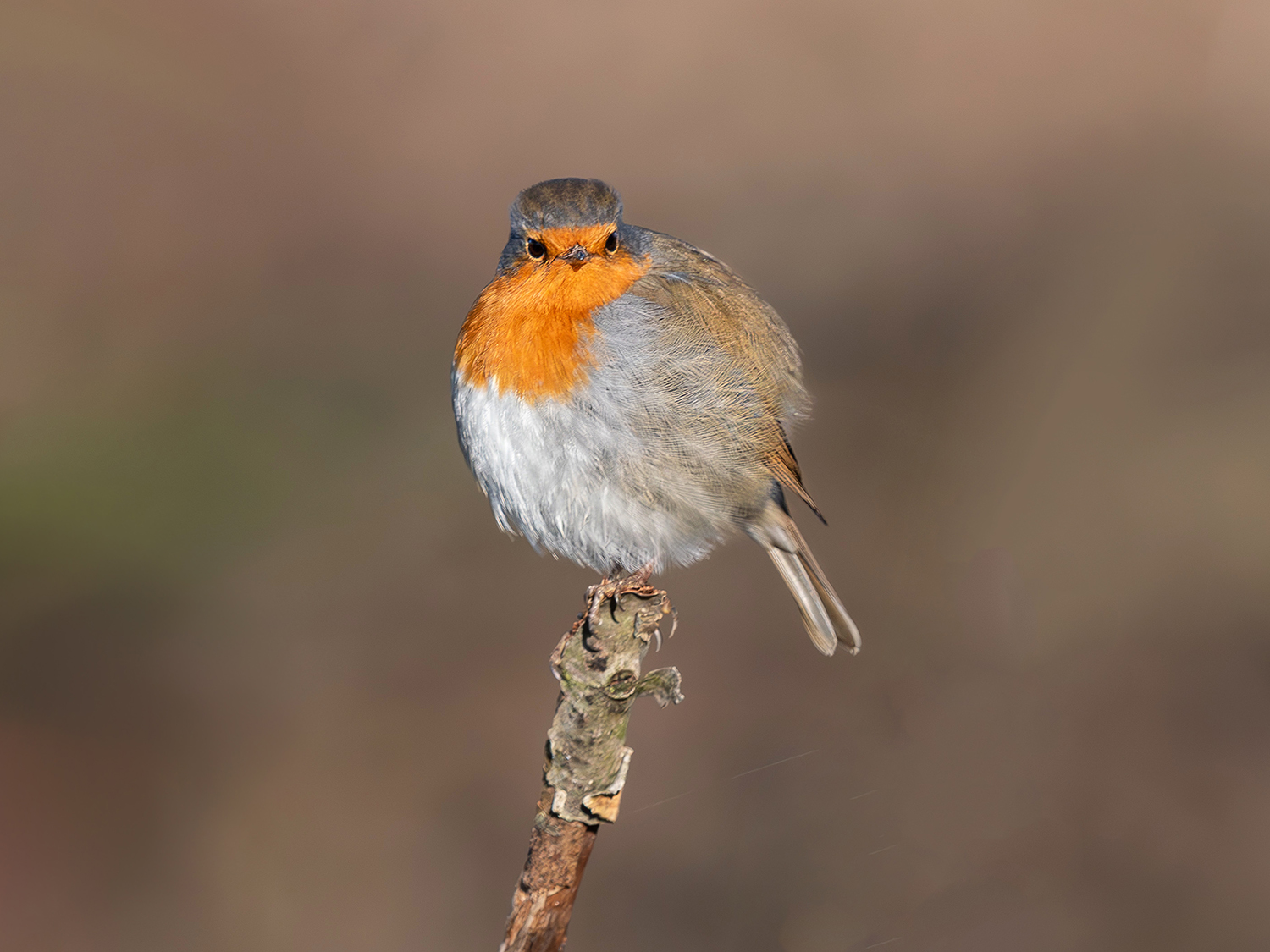 Pettirosso (Erithacus rubecula)