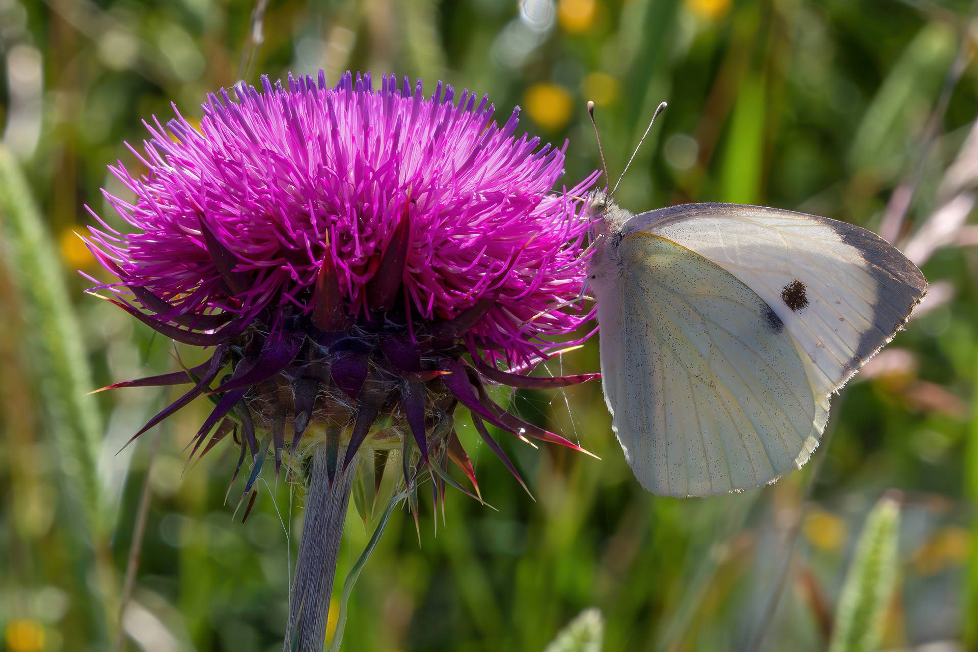 Pieris brassicae