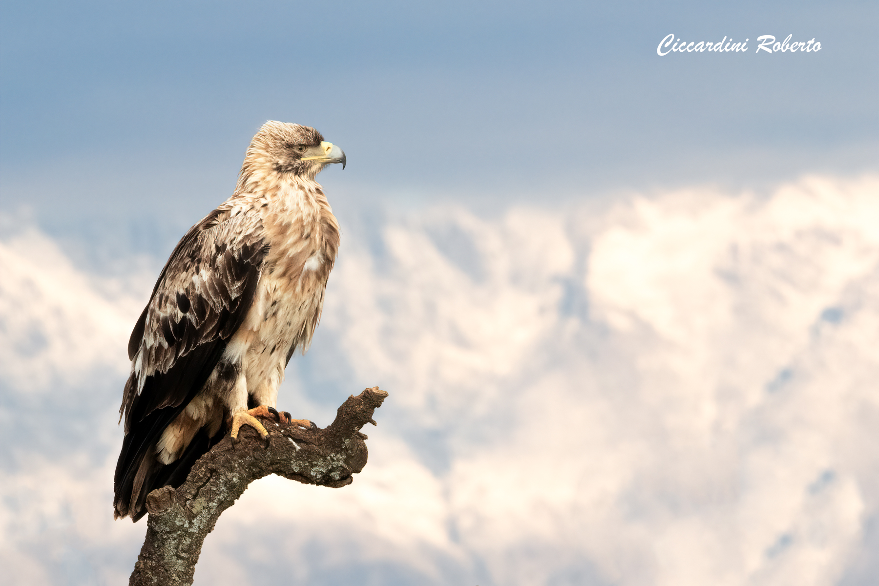 Aquila Imperiale Iberica Juv.