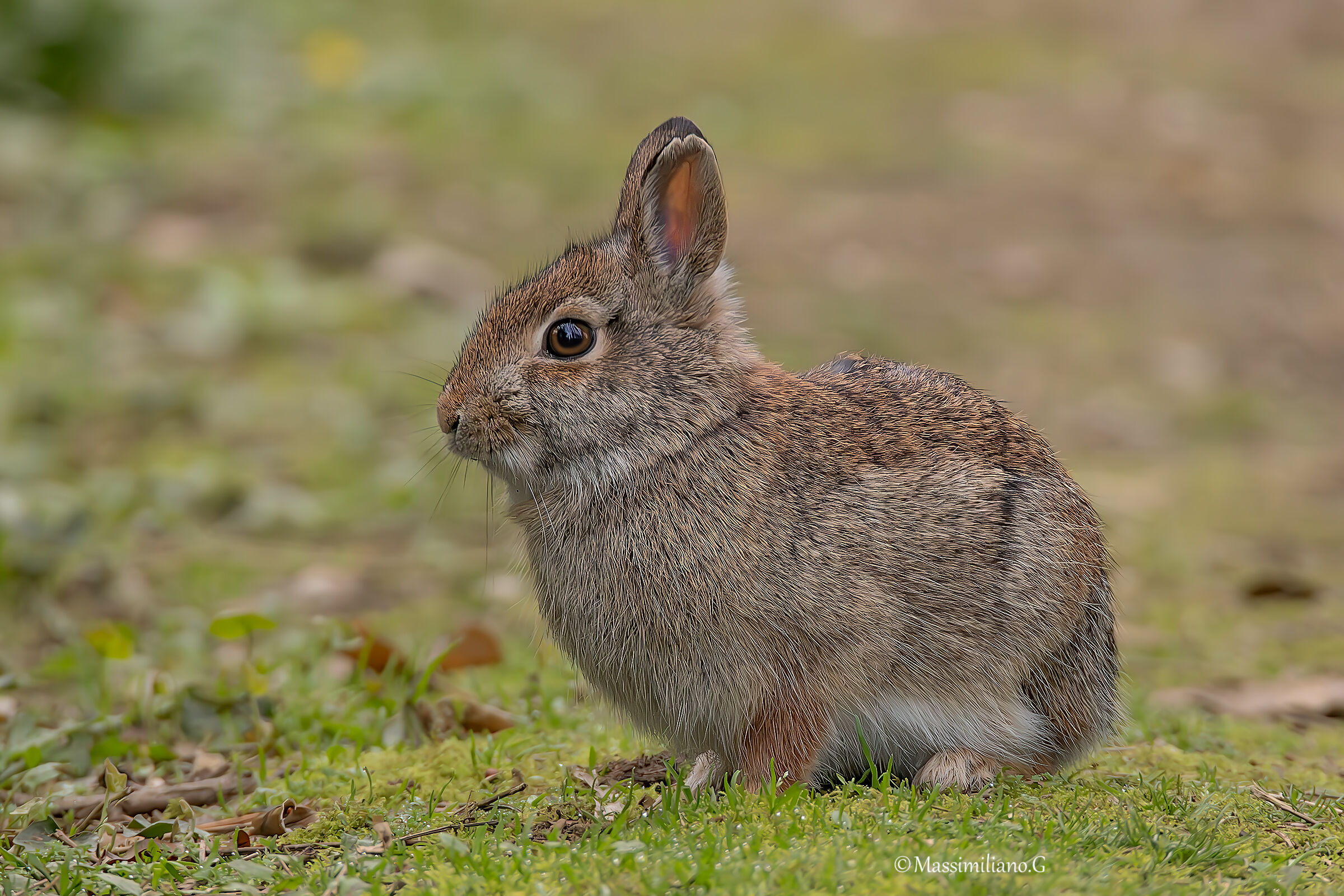 Mini Hare
