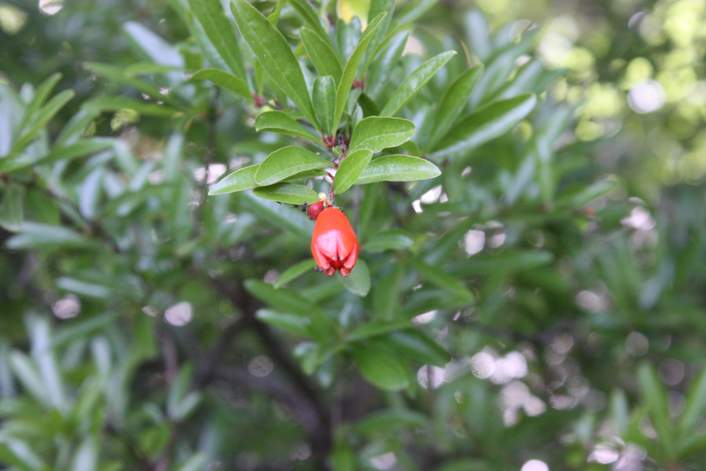 Pomegranate flower