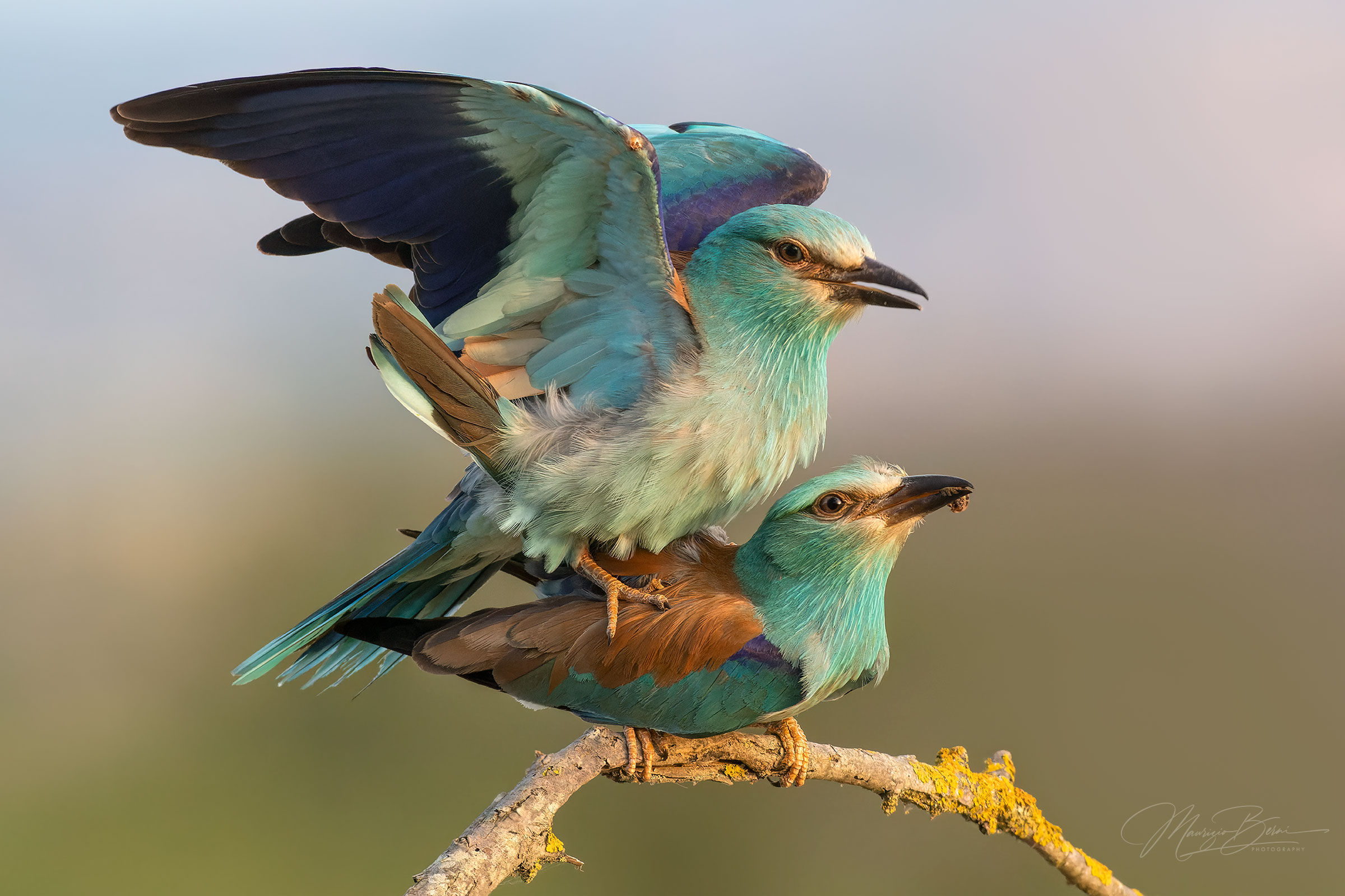 Sea jays in love