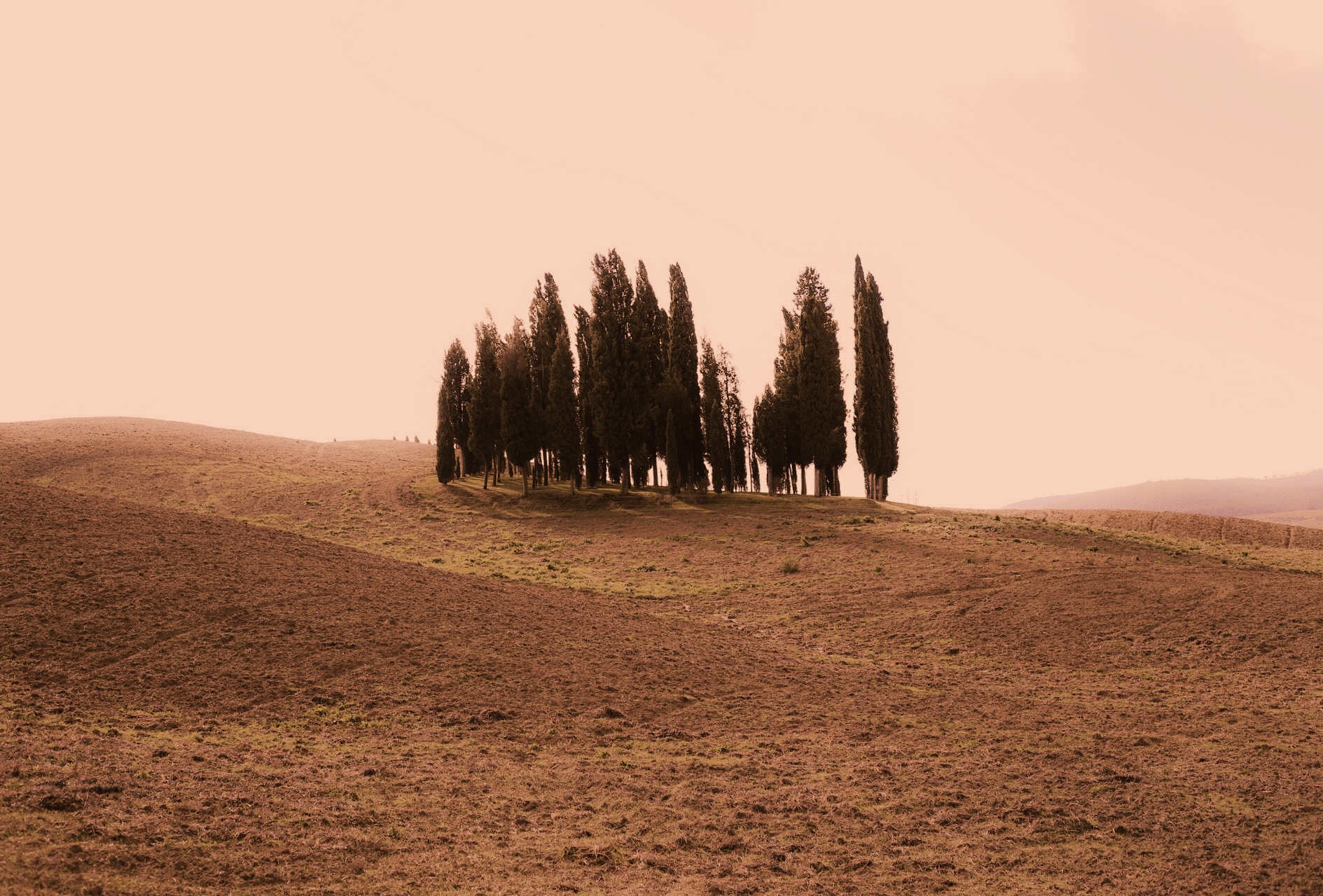 Cypresses at sunset