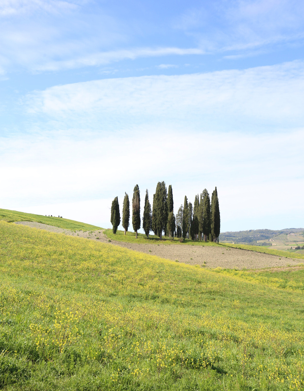Cypresses in spring