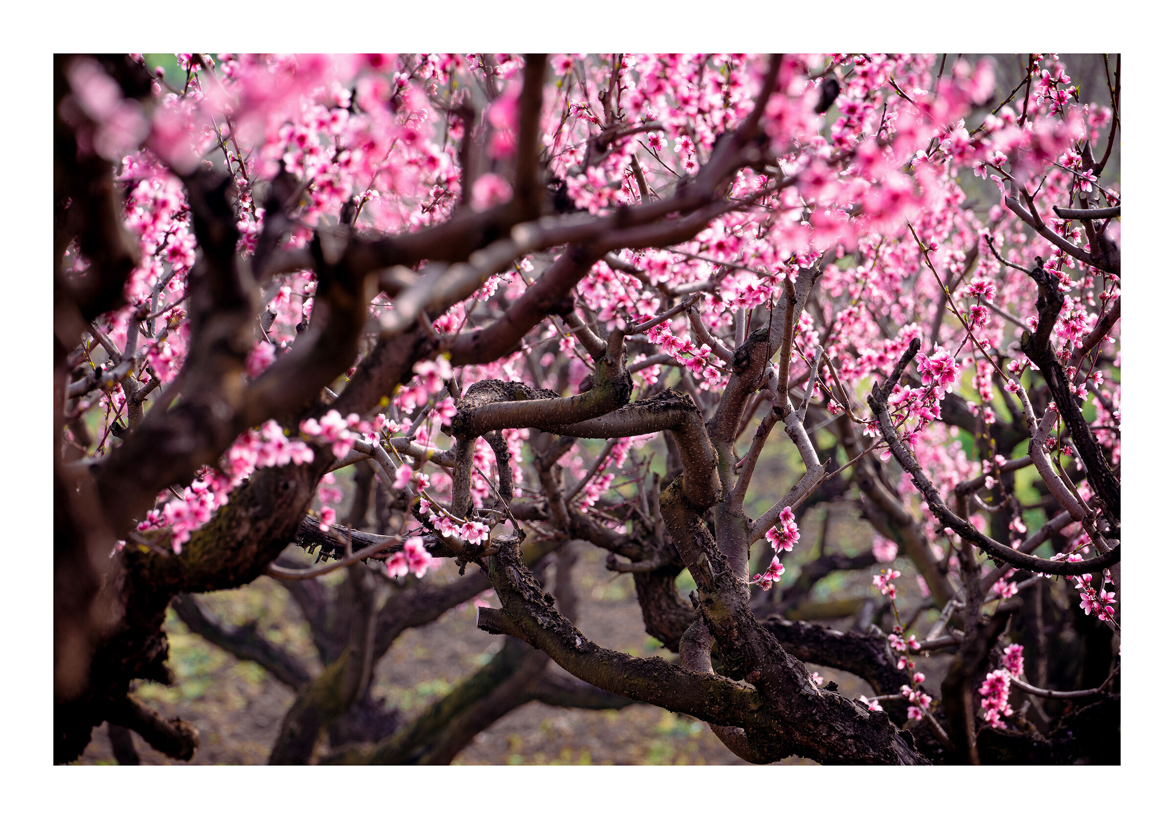 Spring weaves