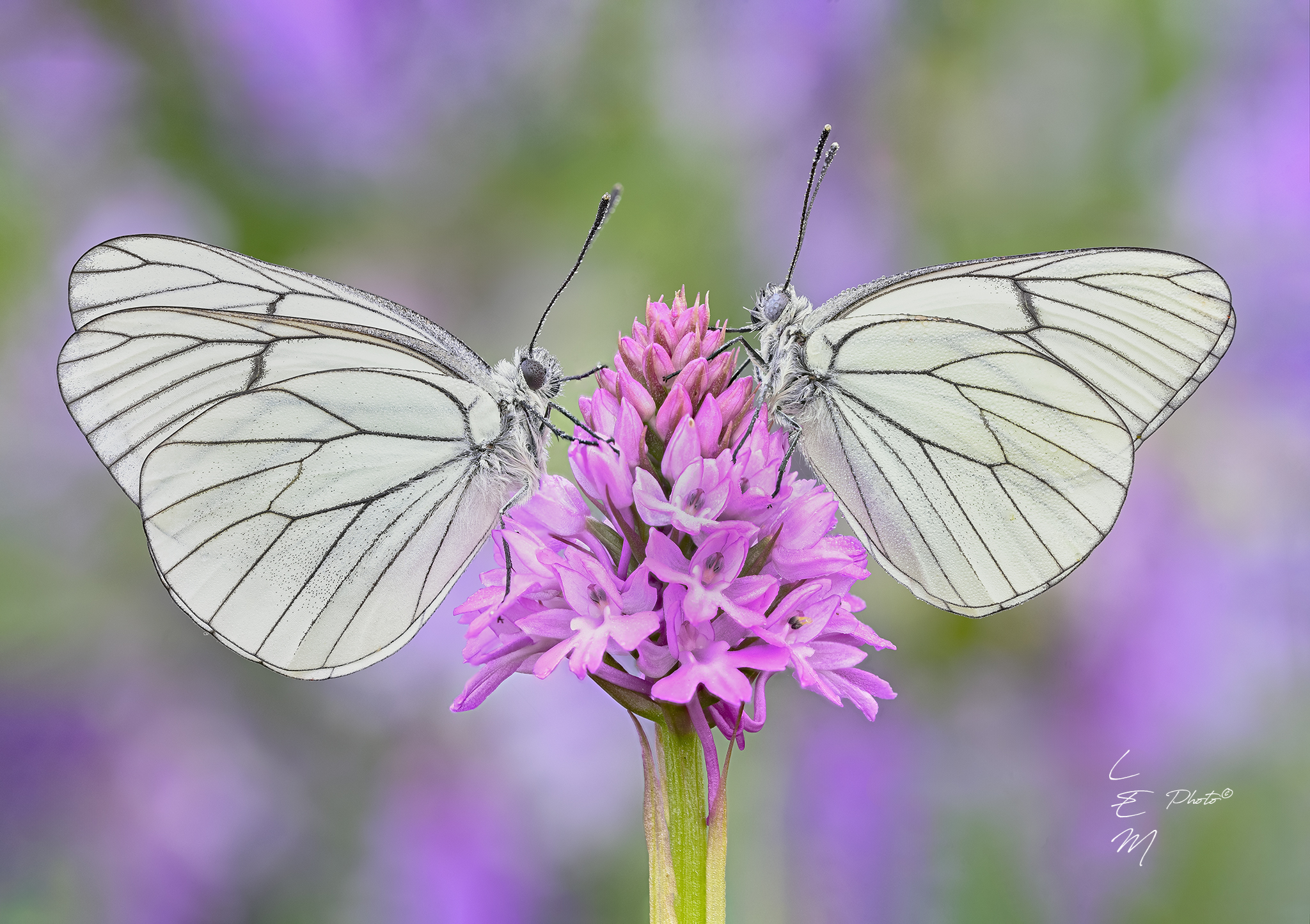 Aporia crataegi (Linnaeus, 1758) on Anacamptis pyramida