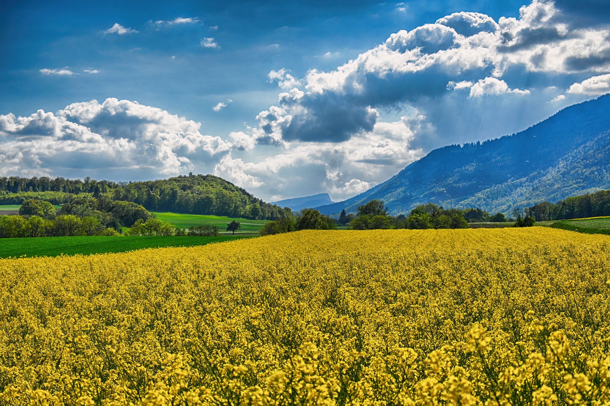 Un mare di fiori di colza, Orges, Vaud, Svizzera