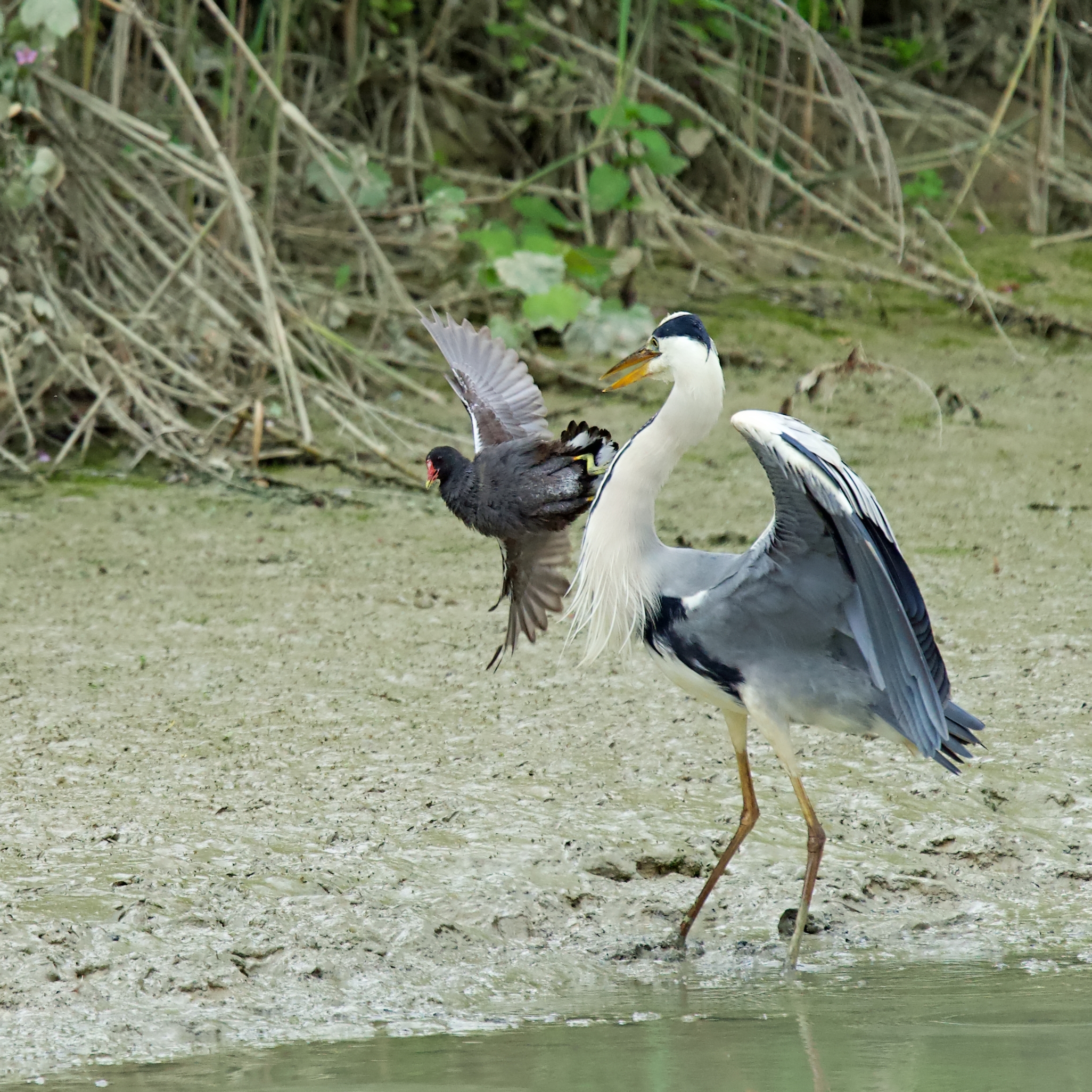 Gallinella coraggiosa
