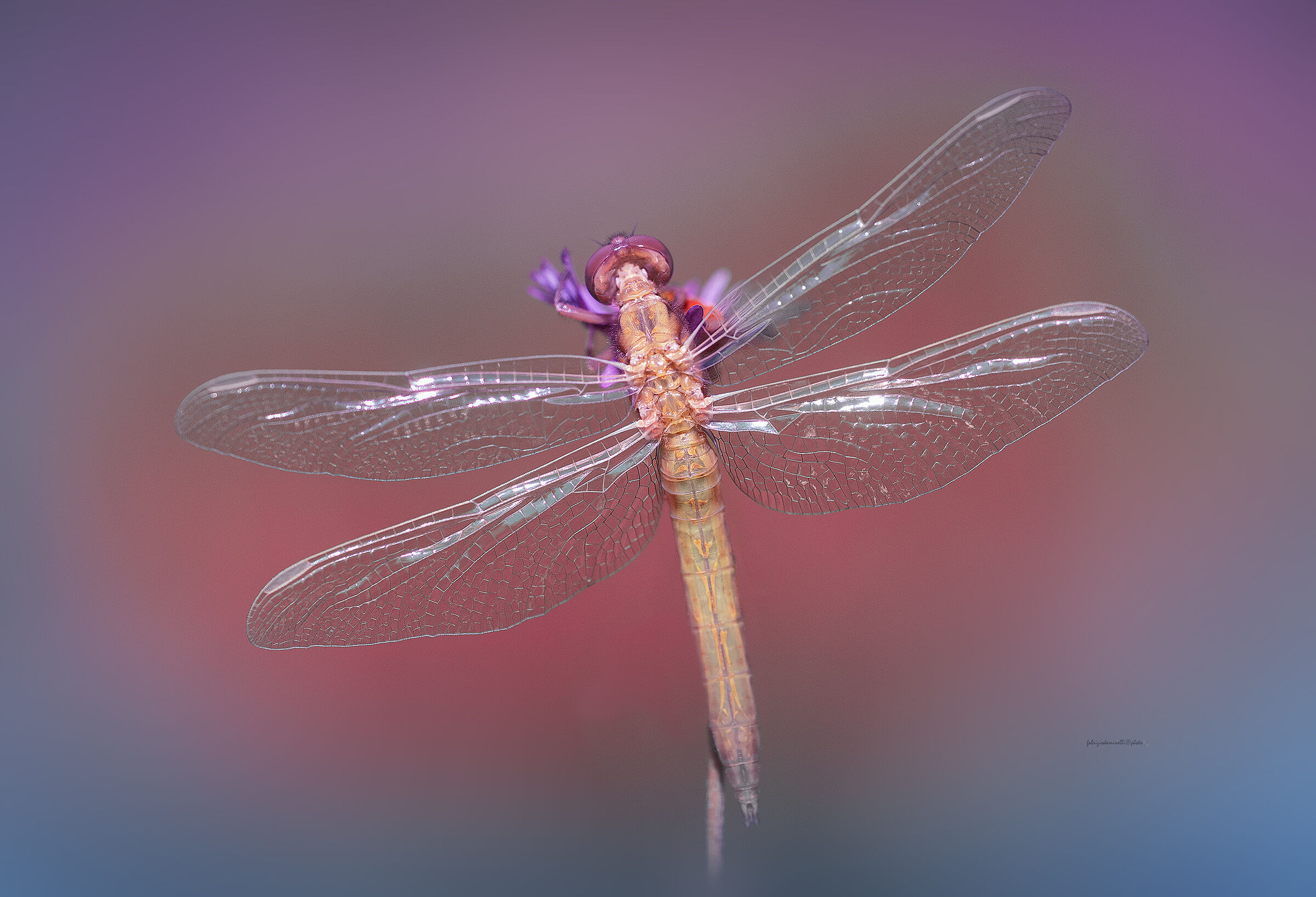 Sympetrum striolatum- new born