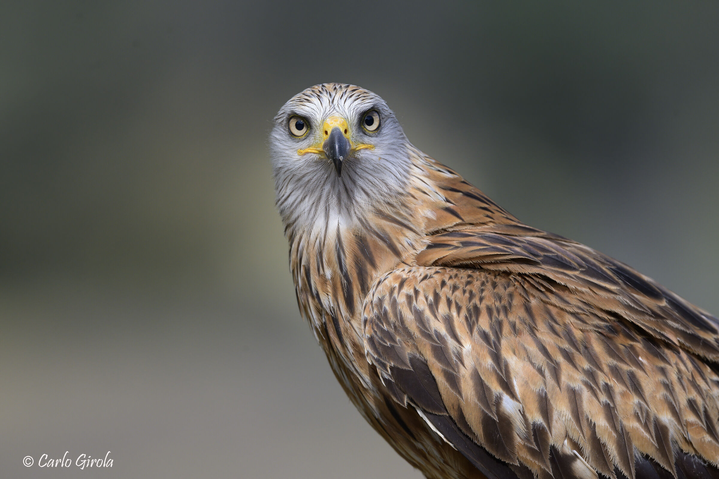 Red Kite (Milvus milvus)