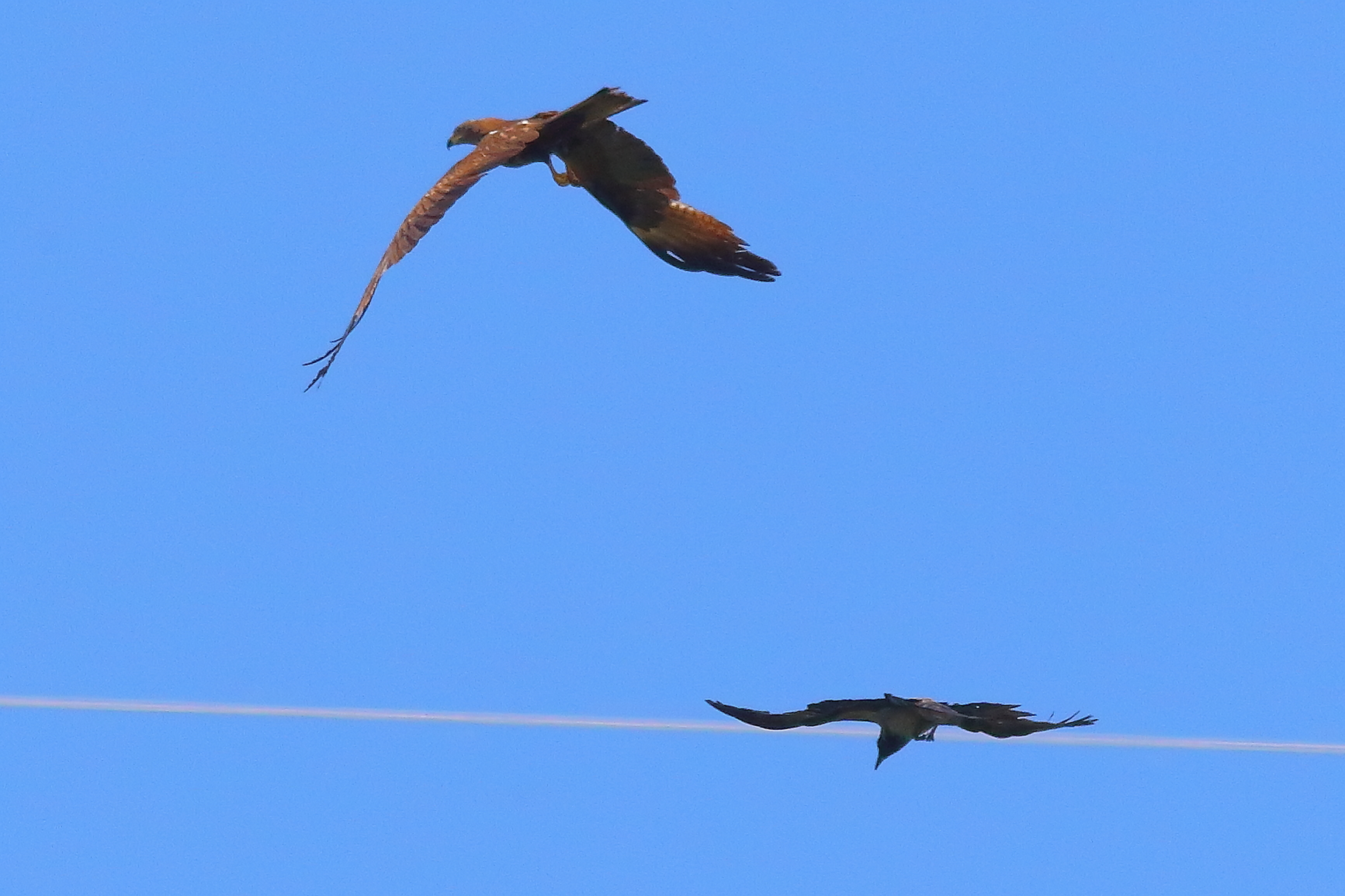 Black Kite 10-06-2024 - 9460