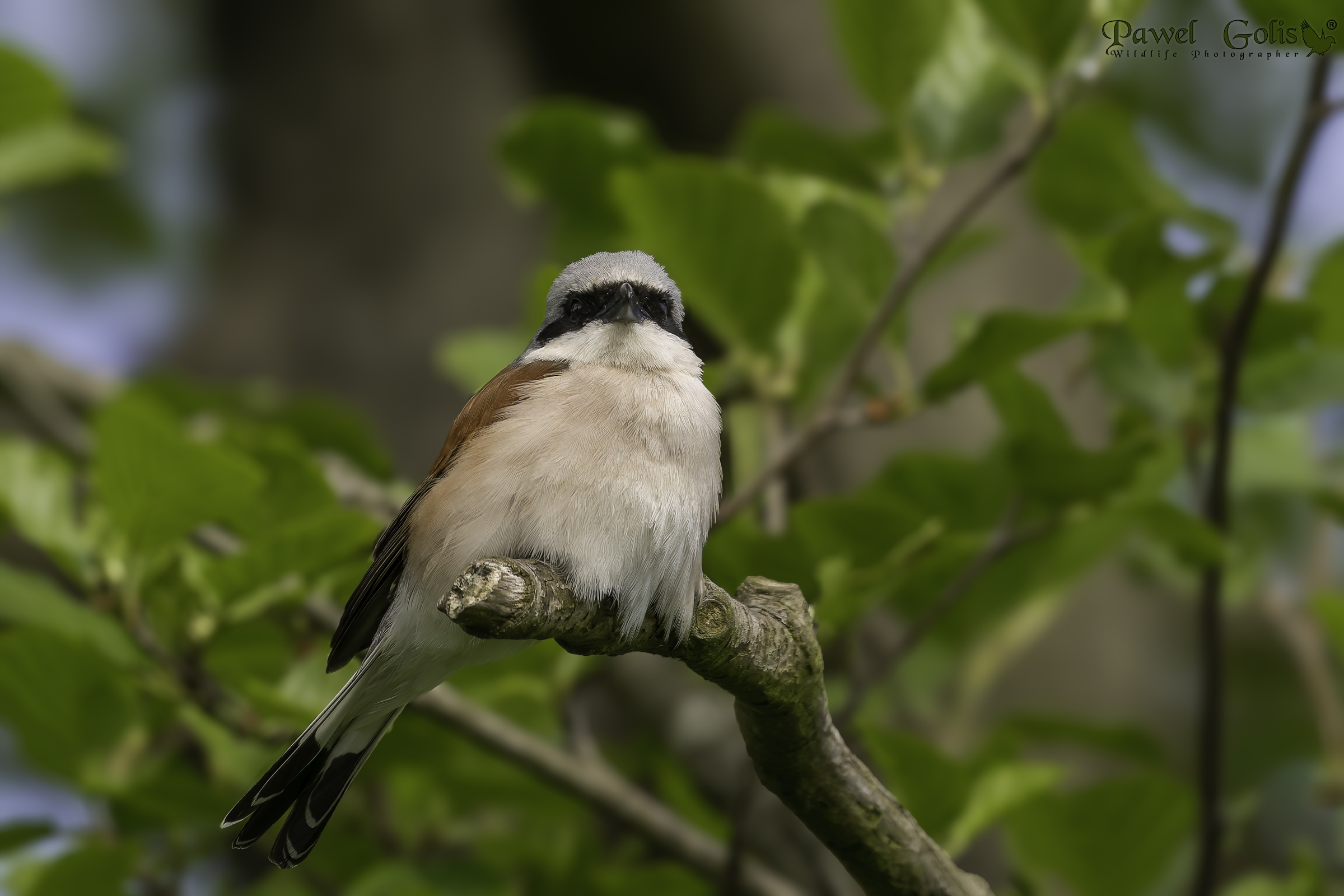 Averla piccola (Lanius collurio)