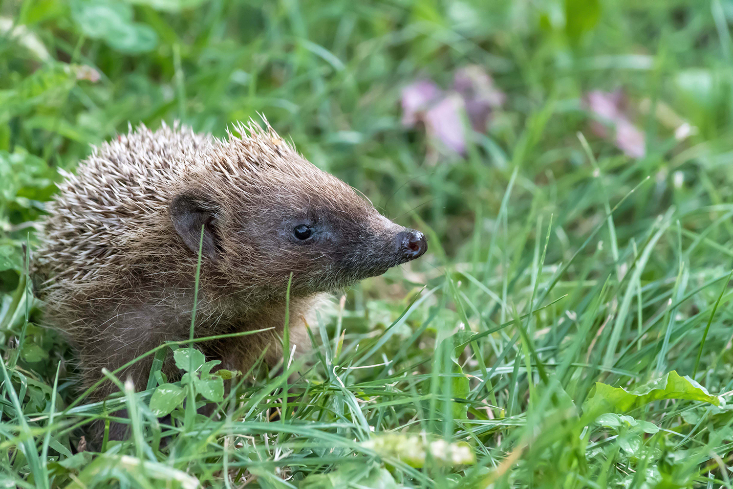 Riccio europeo (Erinaceus europaeus)