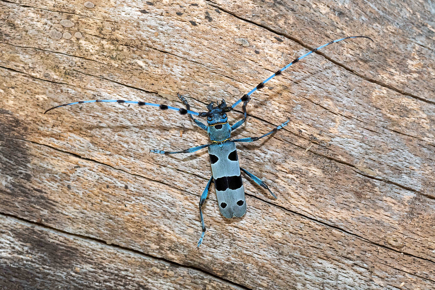Rosalia alpina