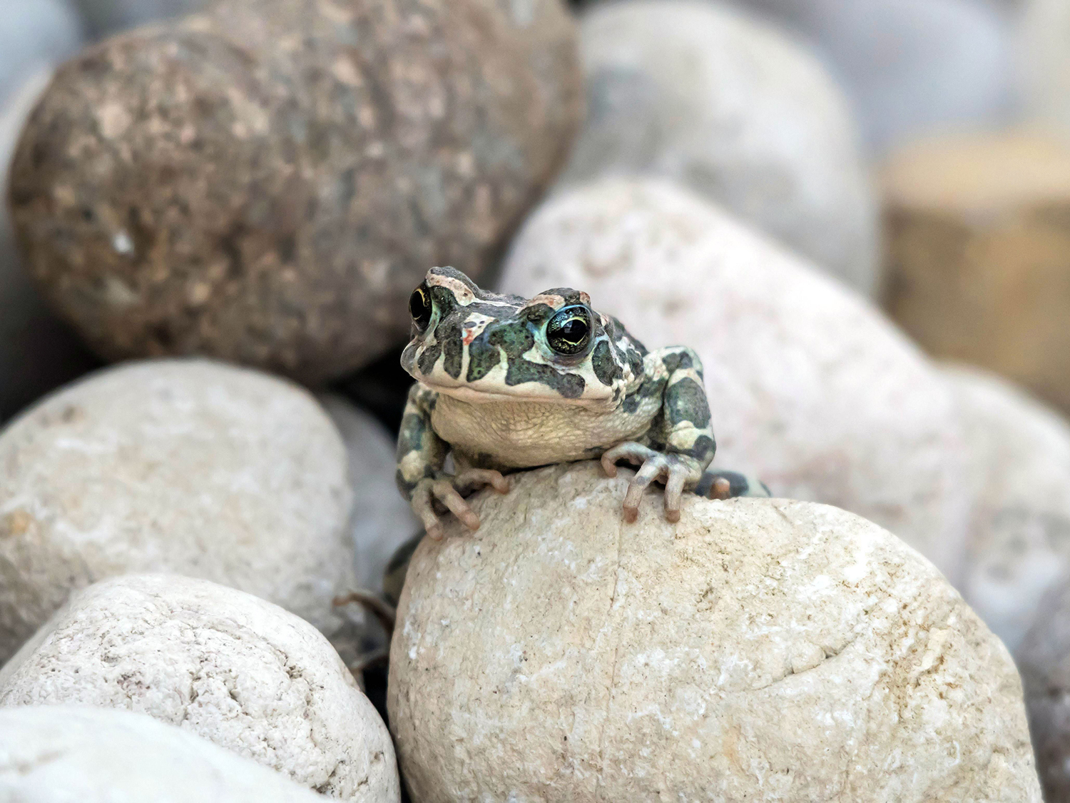Rospo smeraldino (Bufotes viridis)