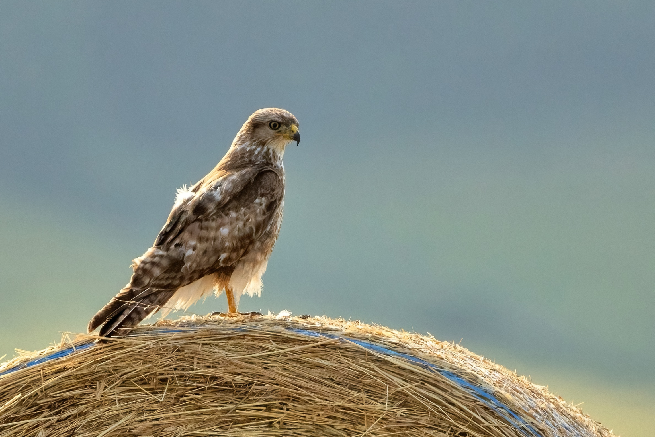 Buzzard (Buteo buteo)