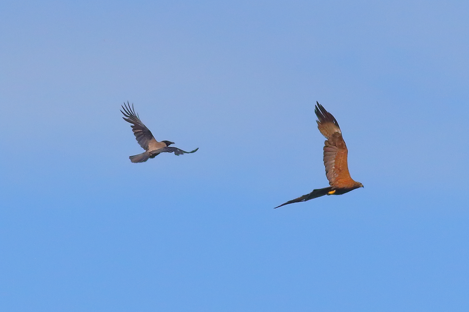 Black Kite 10-06-2024 - 9466