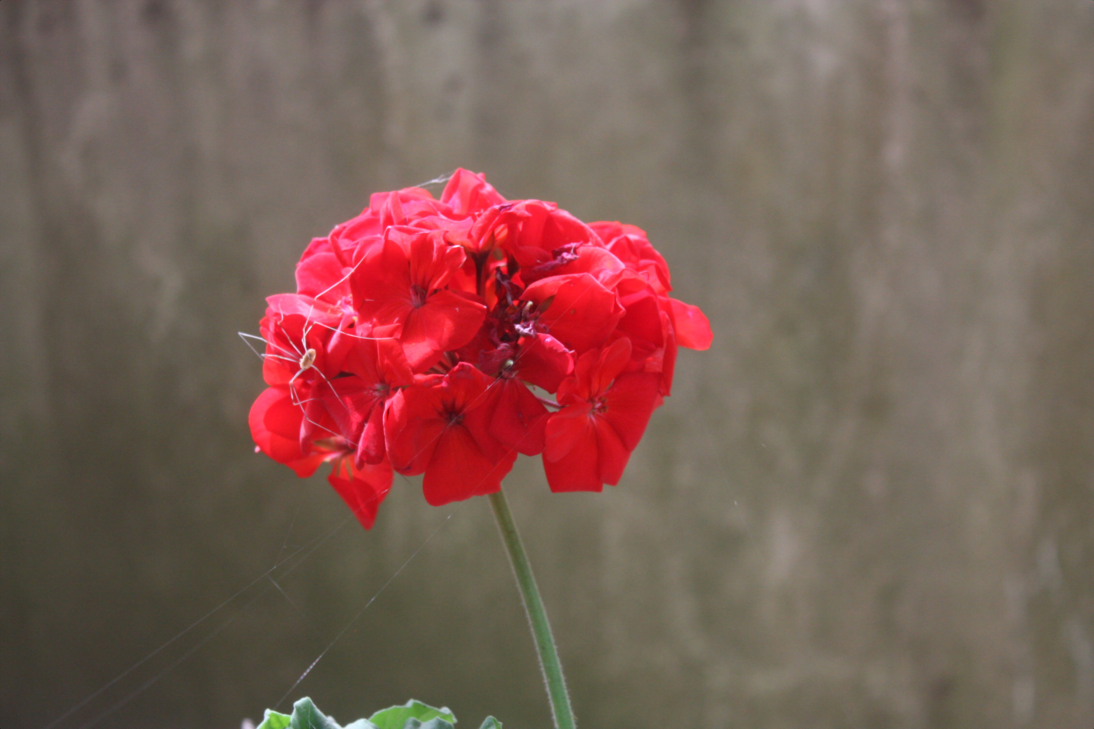 The spider and the geranium