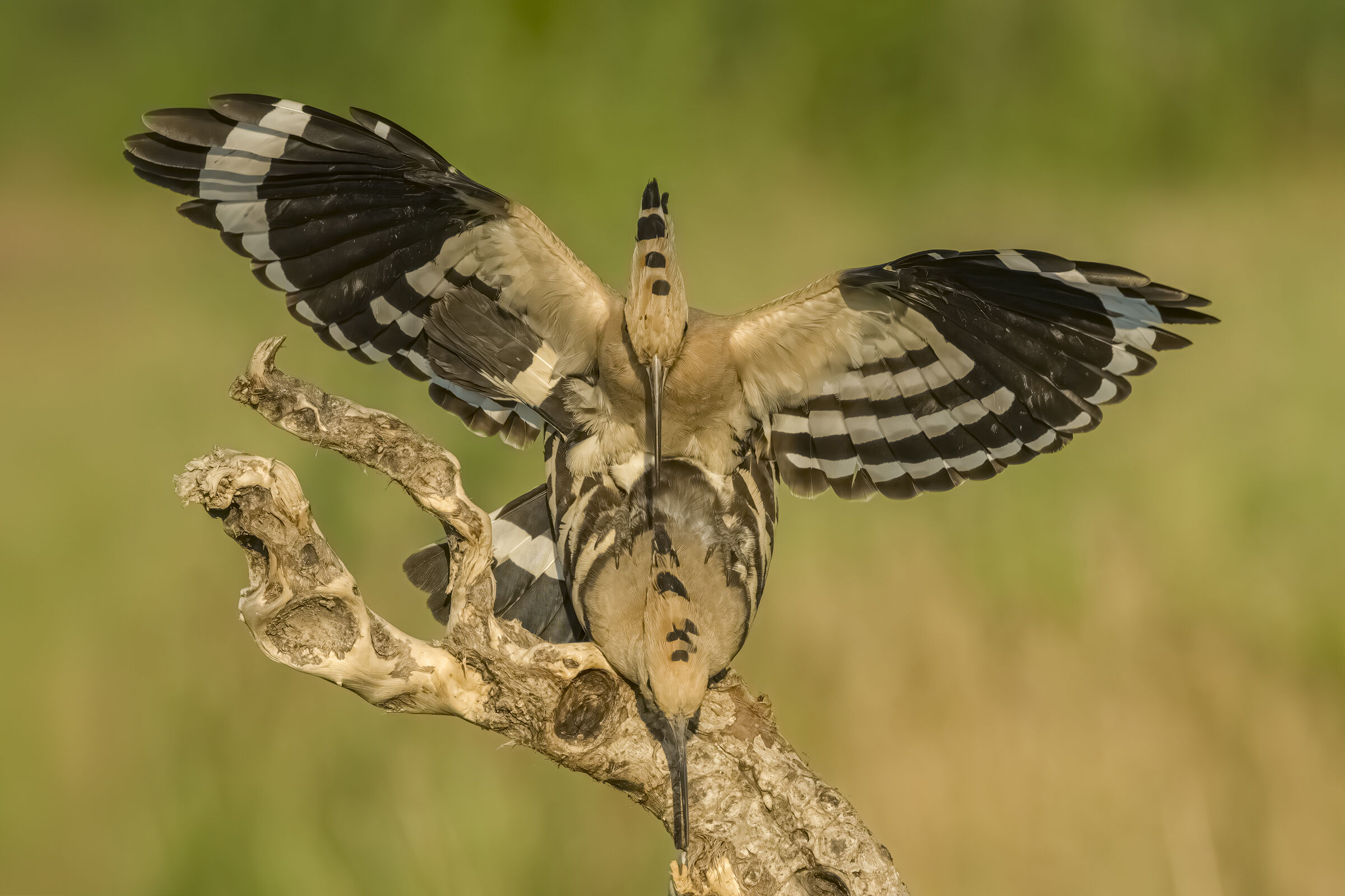 E poi l'accoppiamento