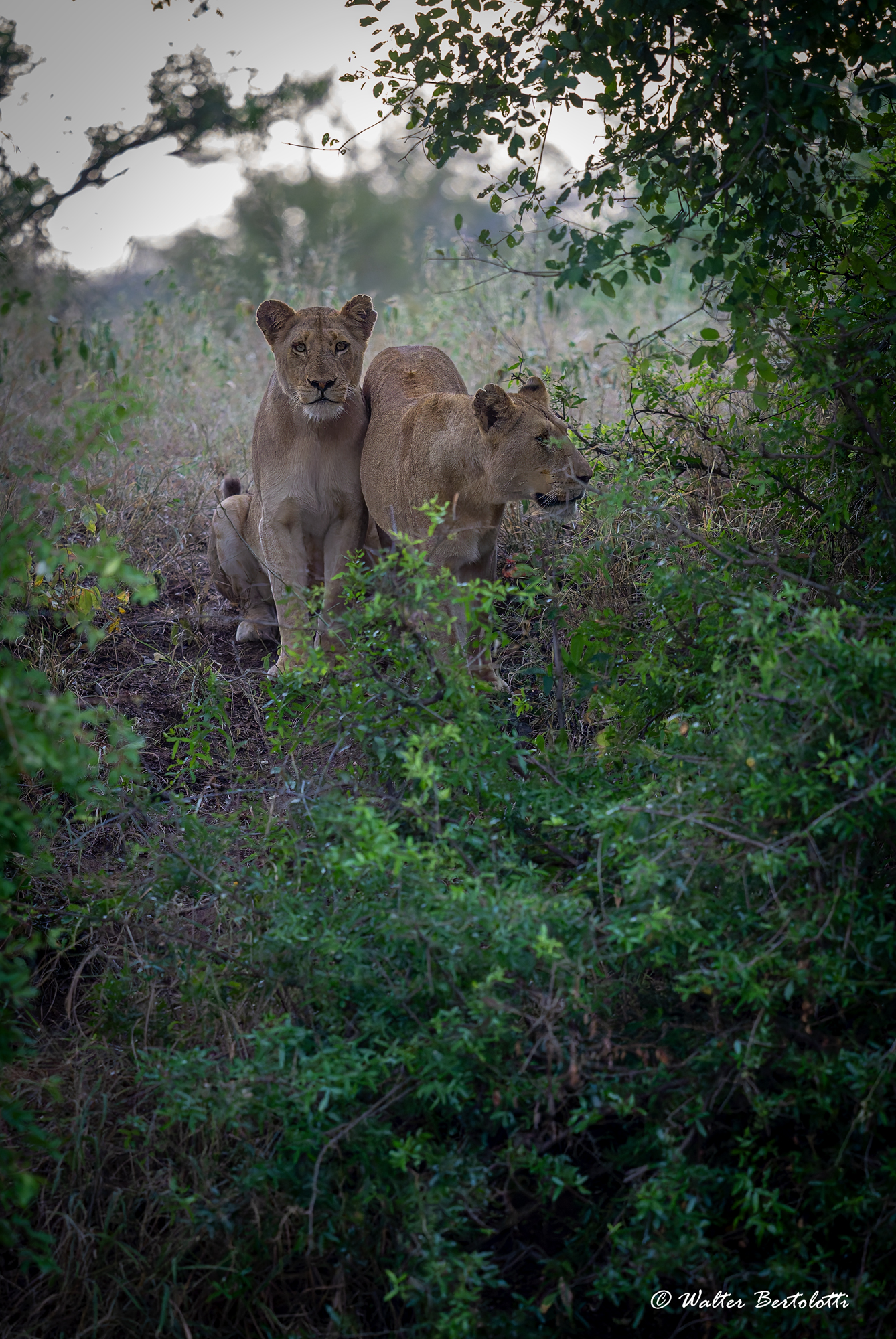 hops, da qui non si passa