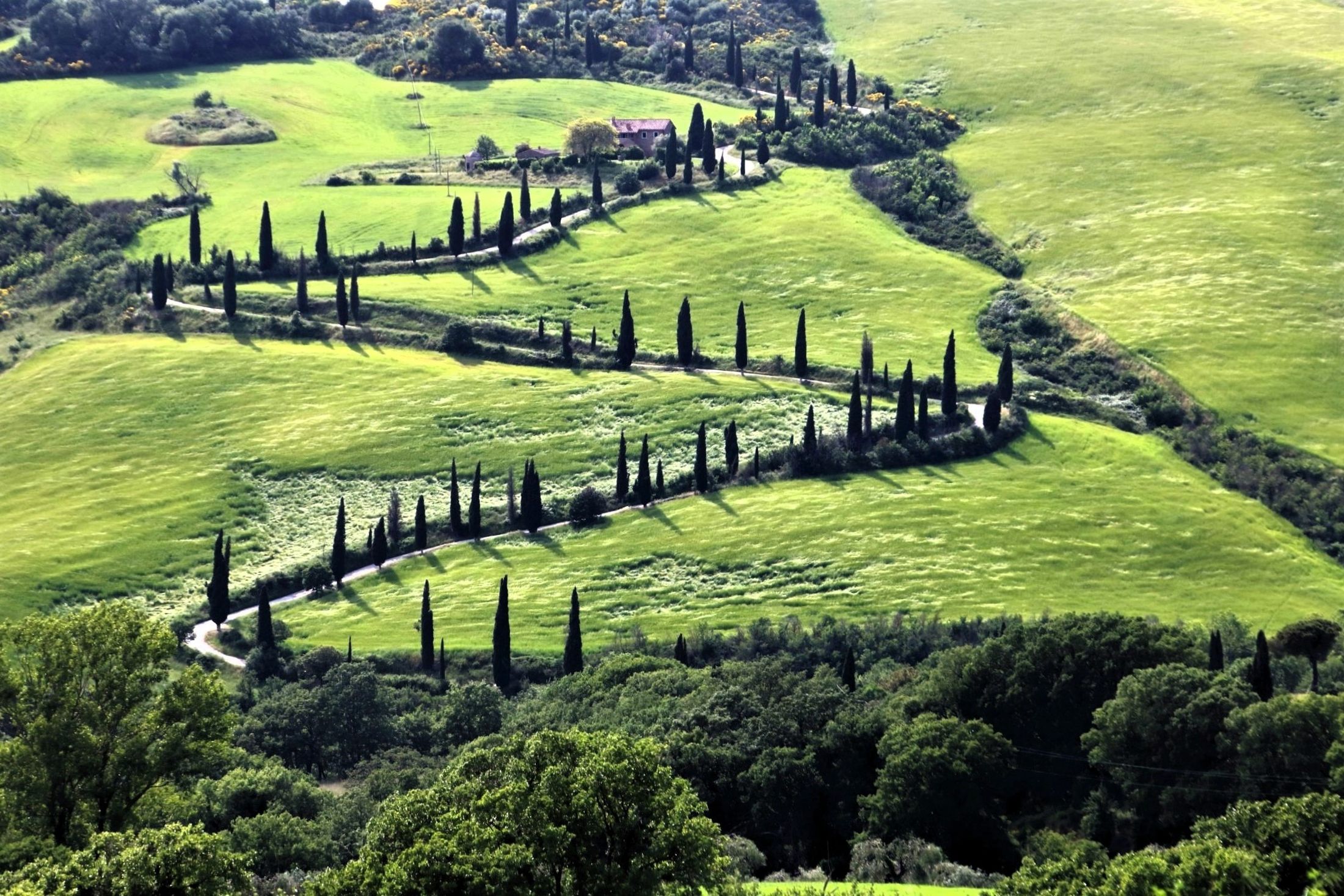 I cipressi della Val d'Orcia