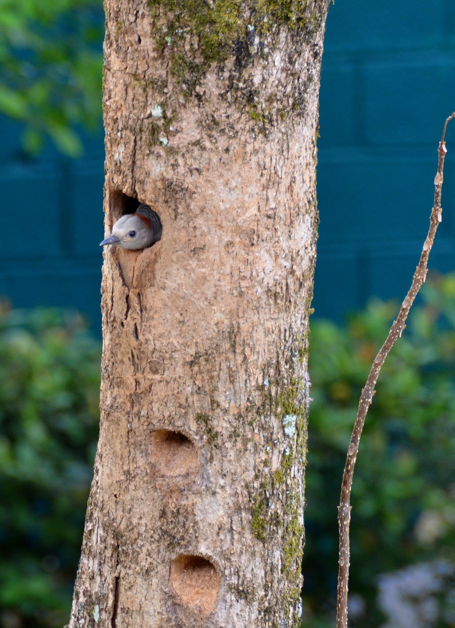 Golden - fronted Woodpecker