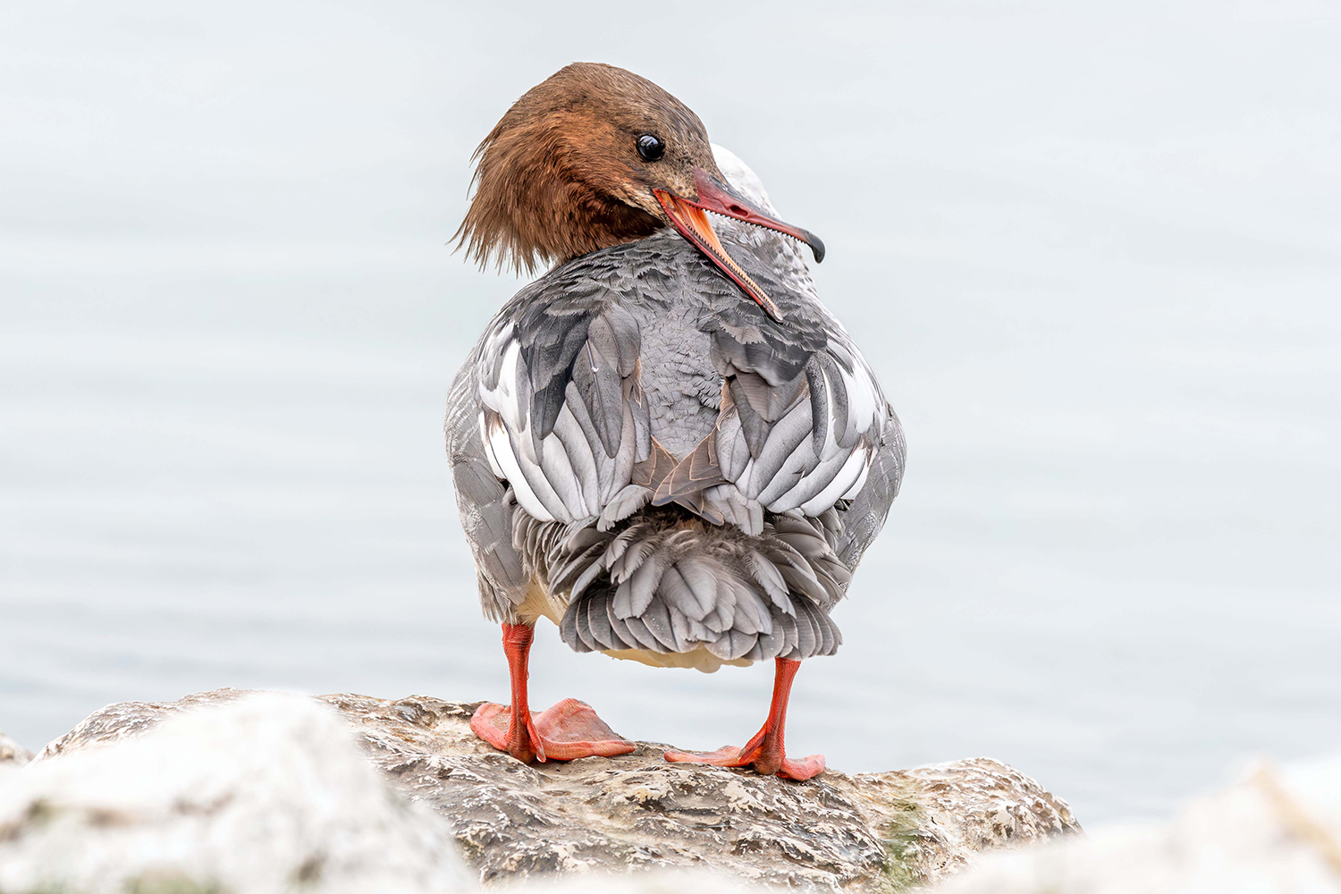 Smergo maggiore (Mergus merganser)