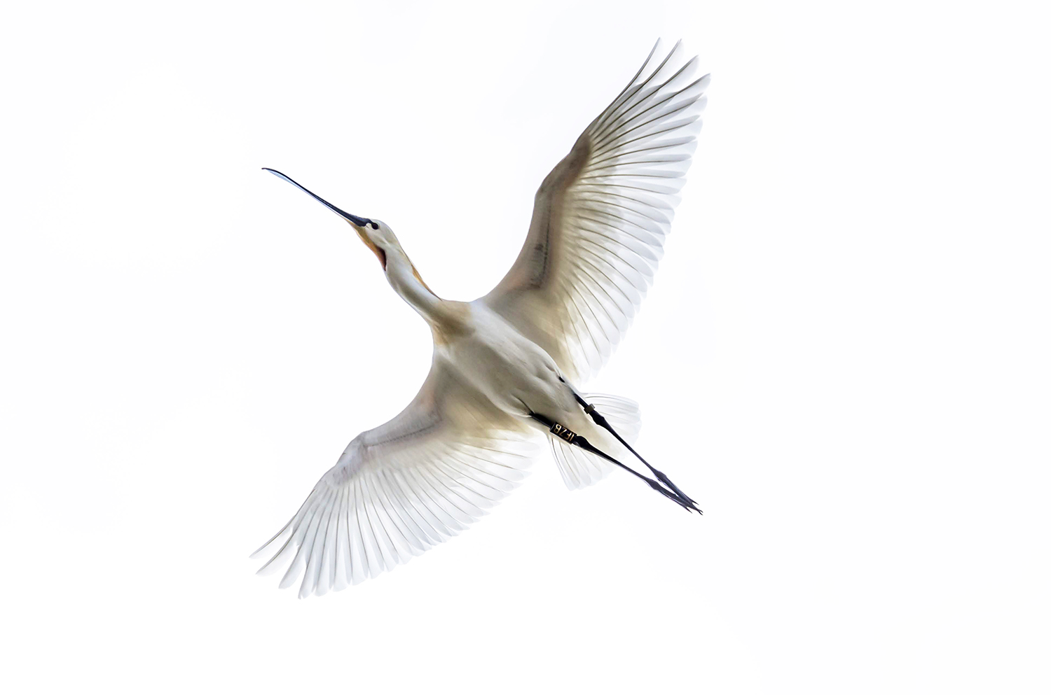 Spatola (Platalea leucorodia)
