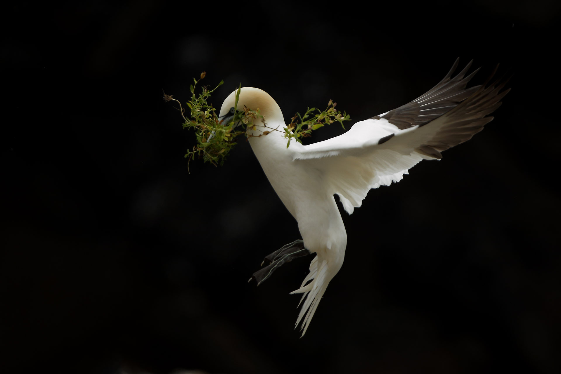 Northern gannet