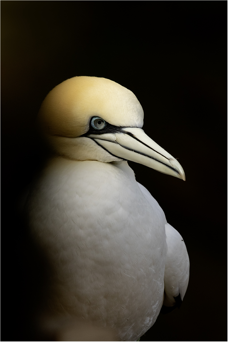 Troup Head (Scotland): sula bassana
