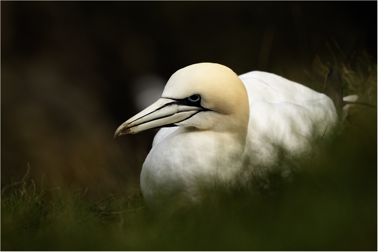 Troup Head (Scotland): sula bassana