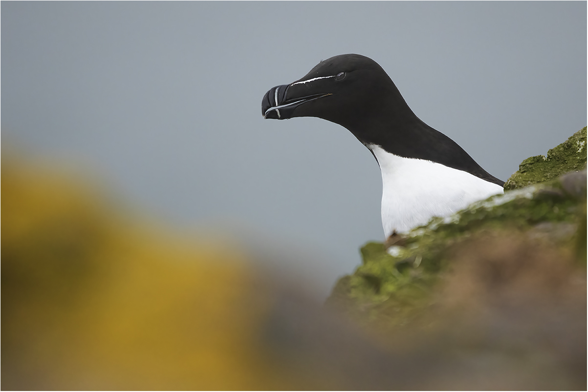 Crawton Bay (Scotland): gazza marina