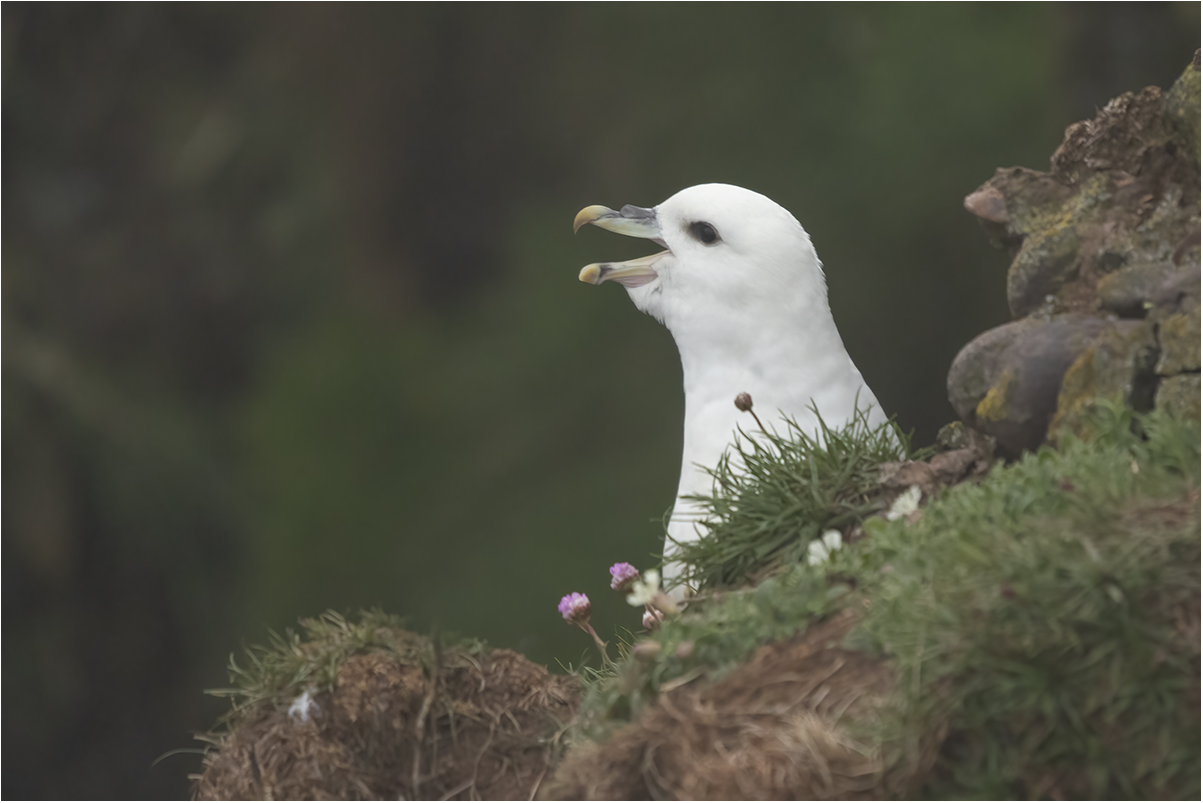 Crawton Bay (Scotland): fulmaro