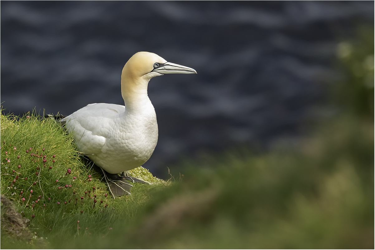 Troup Head (Scotland): sula bassana