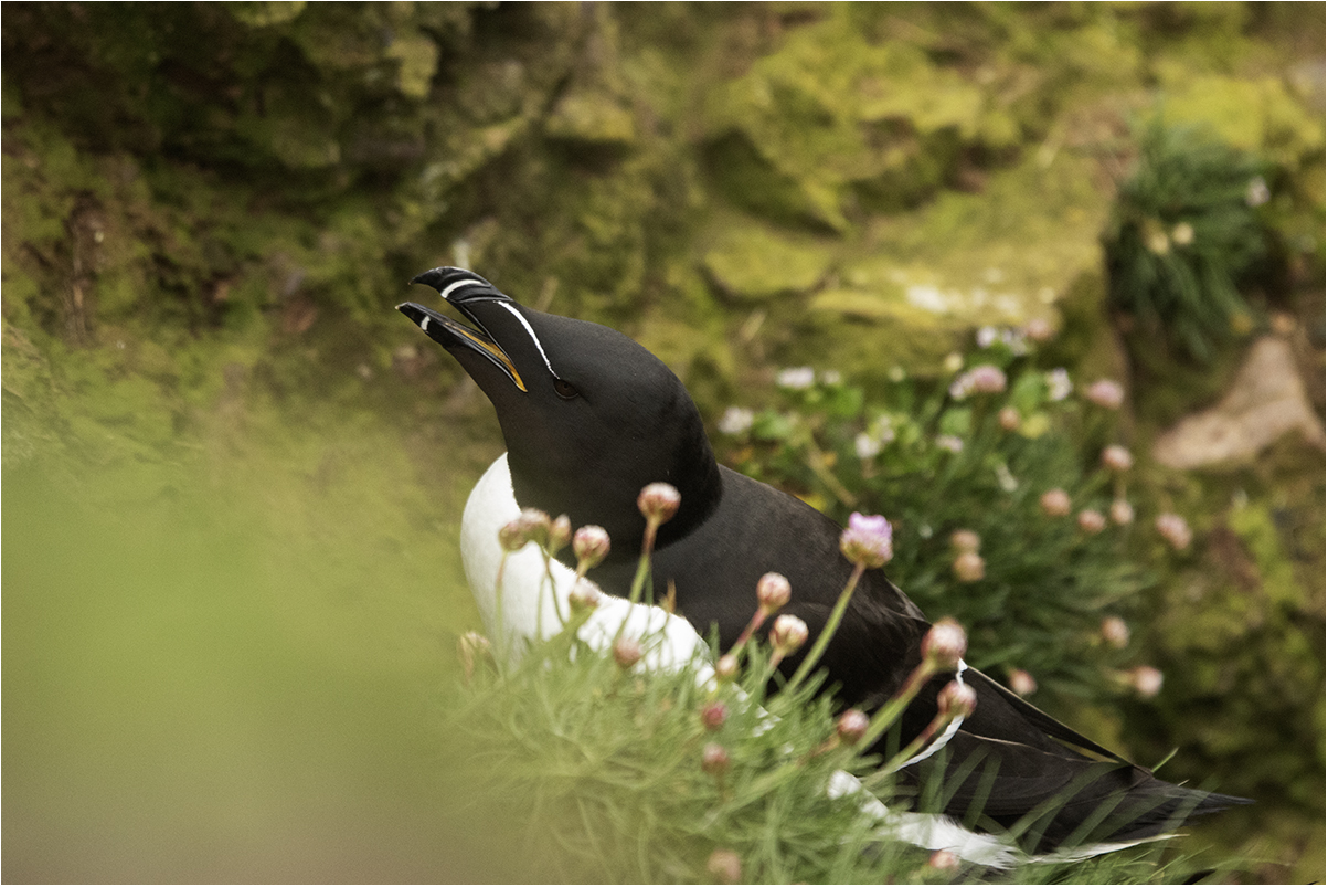Crawton Bay (Scotland): gazza marina
