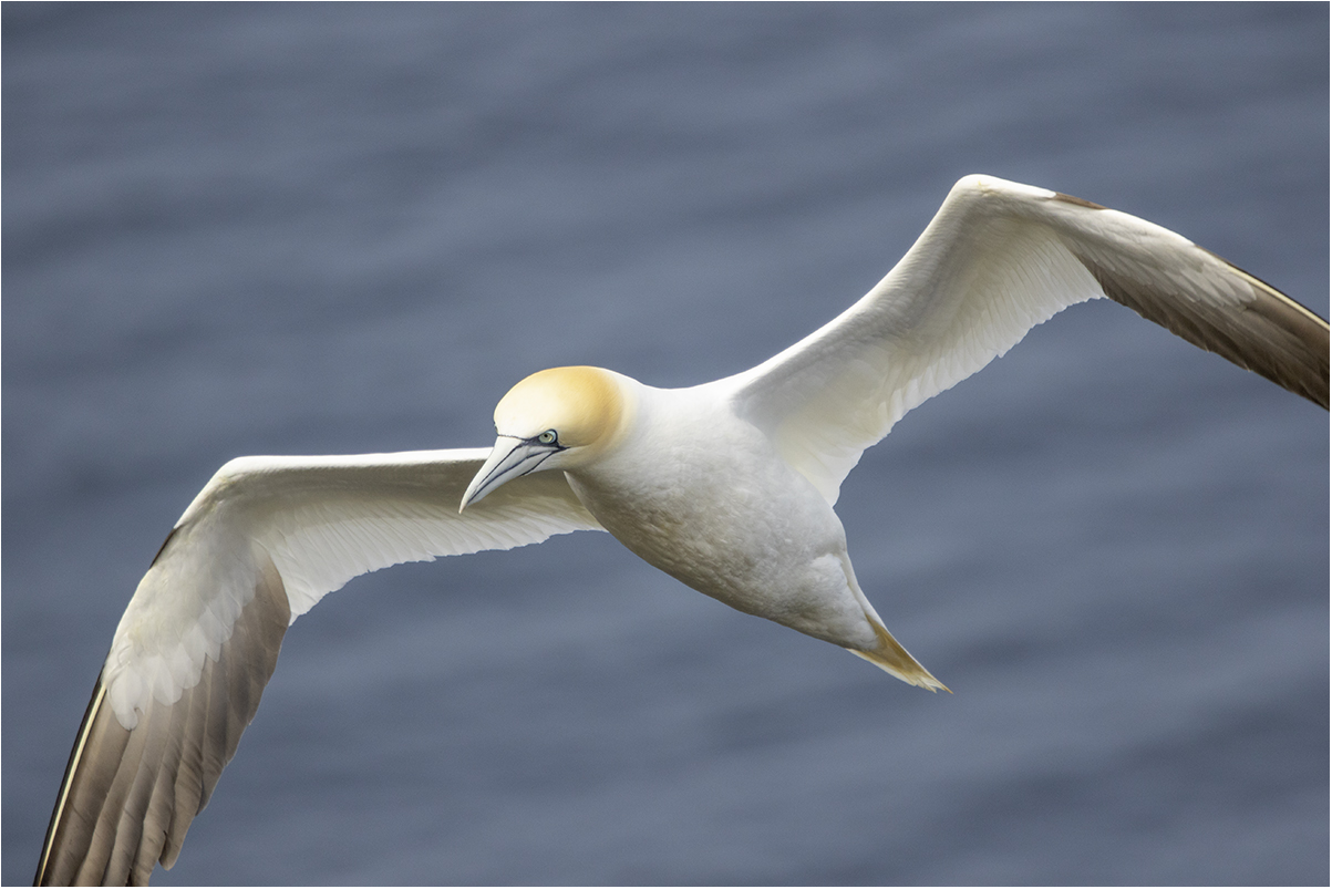 Troup Head (Scotland): sula bassana