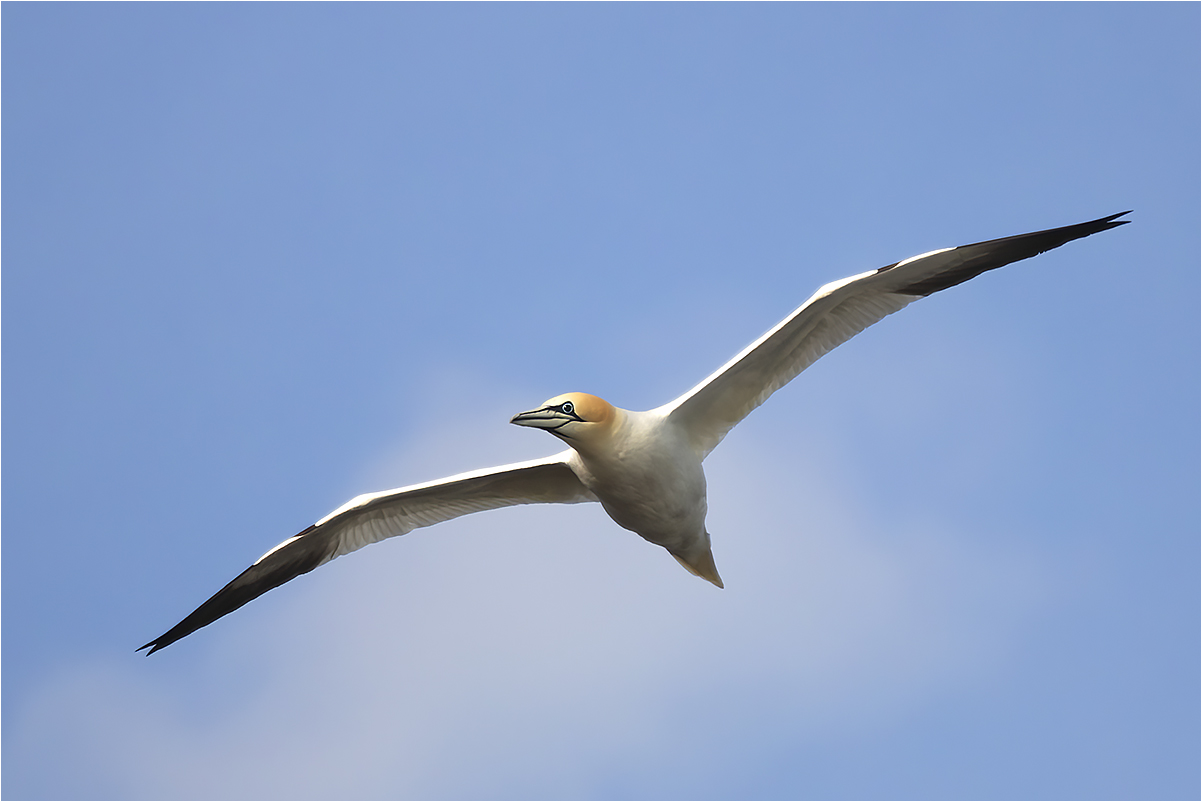 Tantallon Castle (Scotland): sula bassana