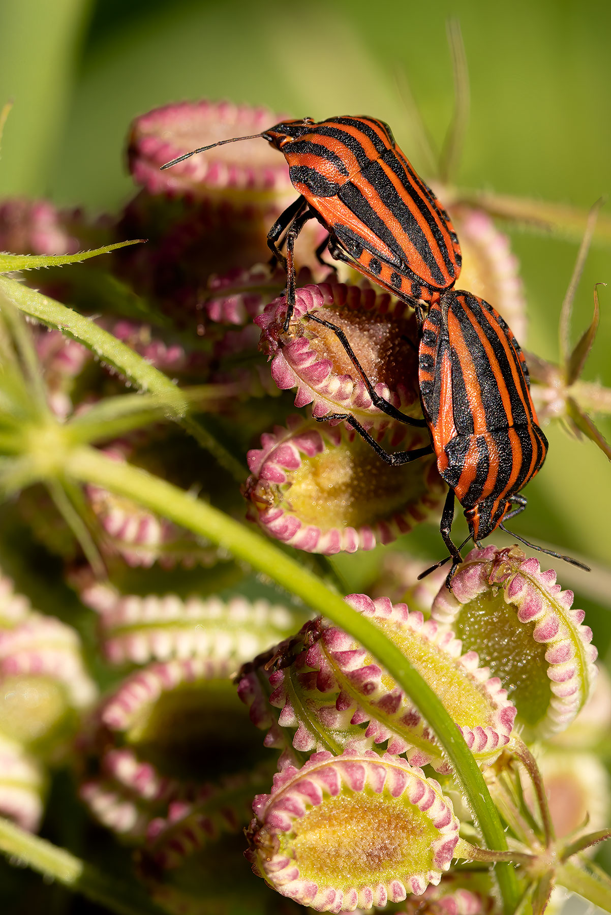 Graphosoma Italicus