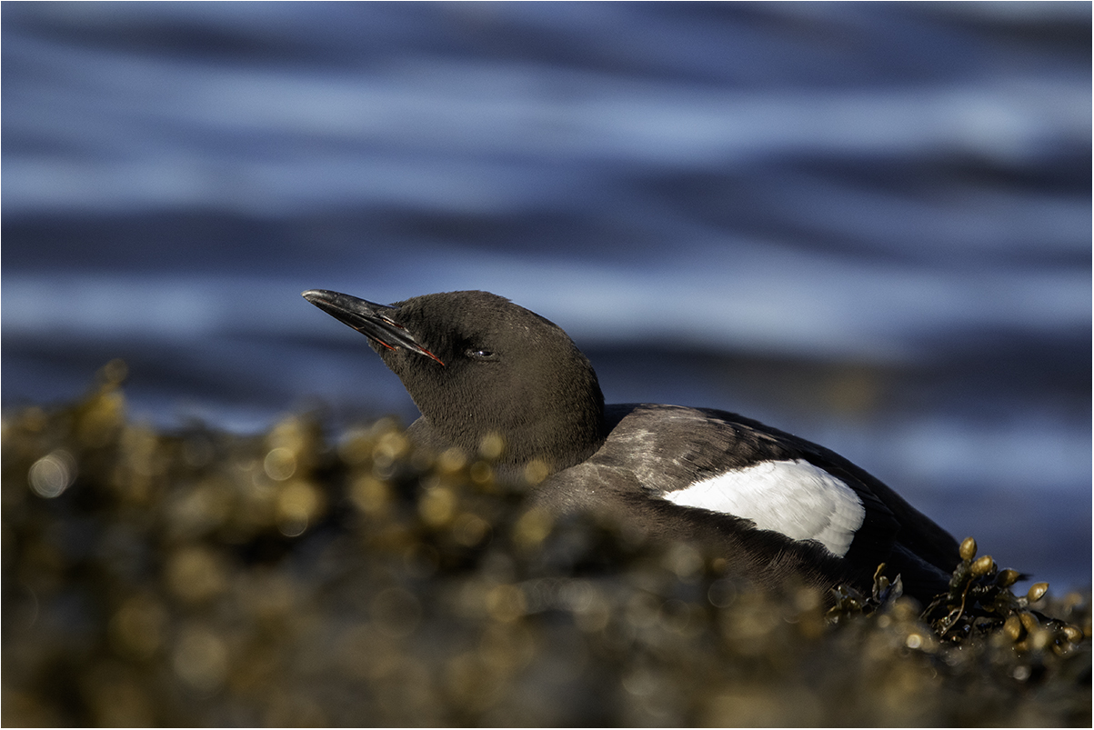 Oban (Scotland): uria nera