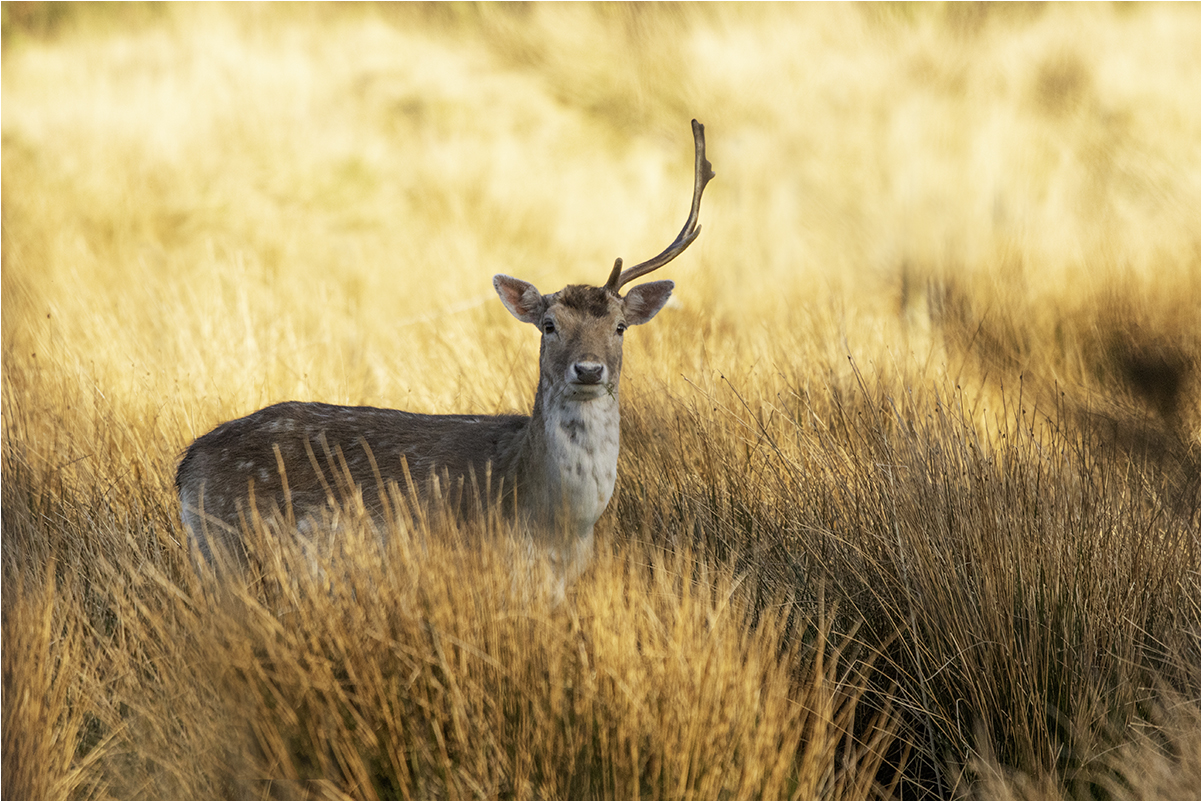 Highlands (Scotland): cervo