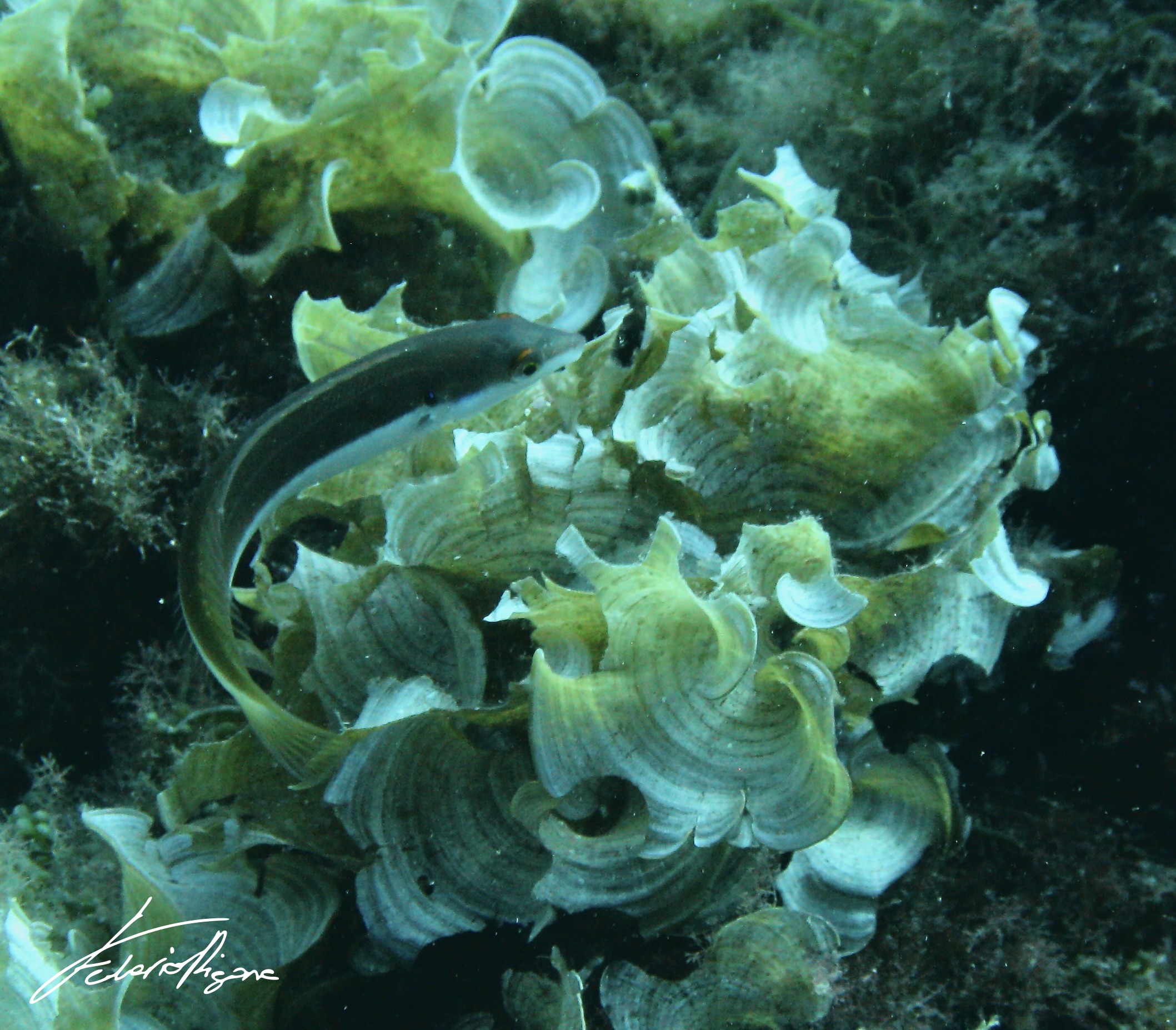 Malacanthus latovittatus