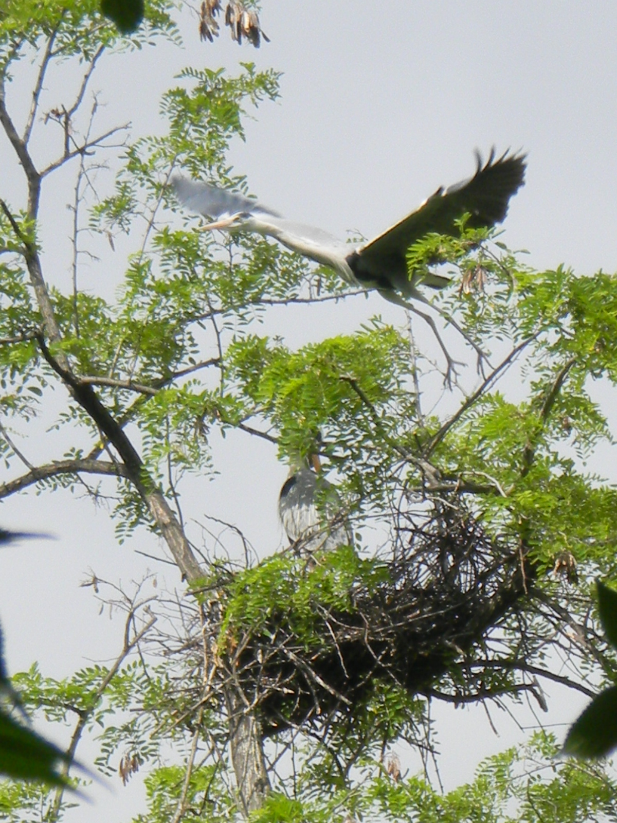 Nido di Aironi cenerini