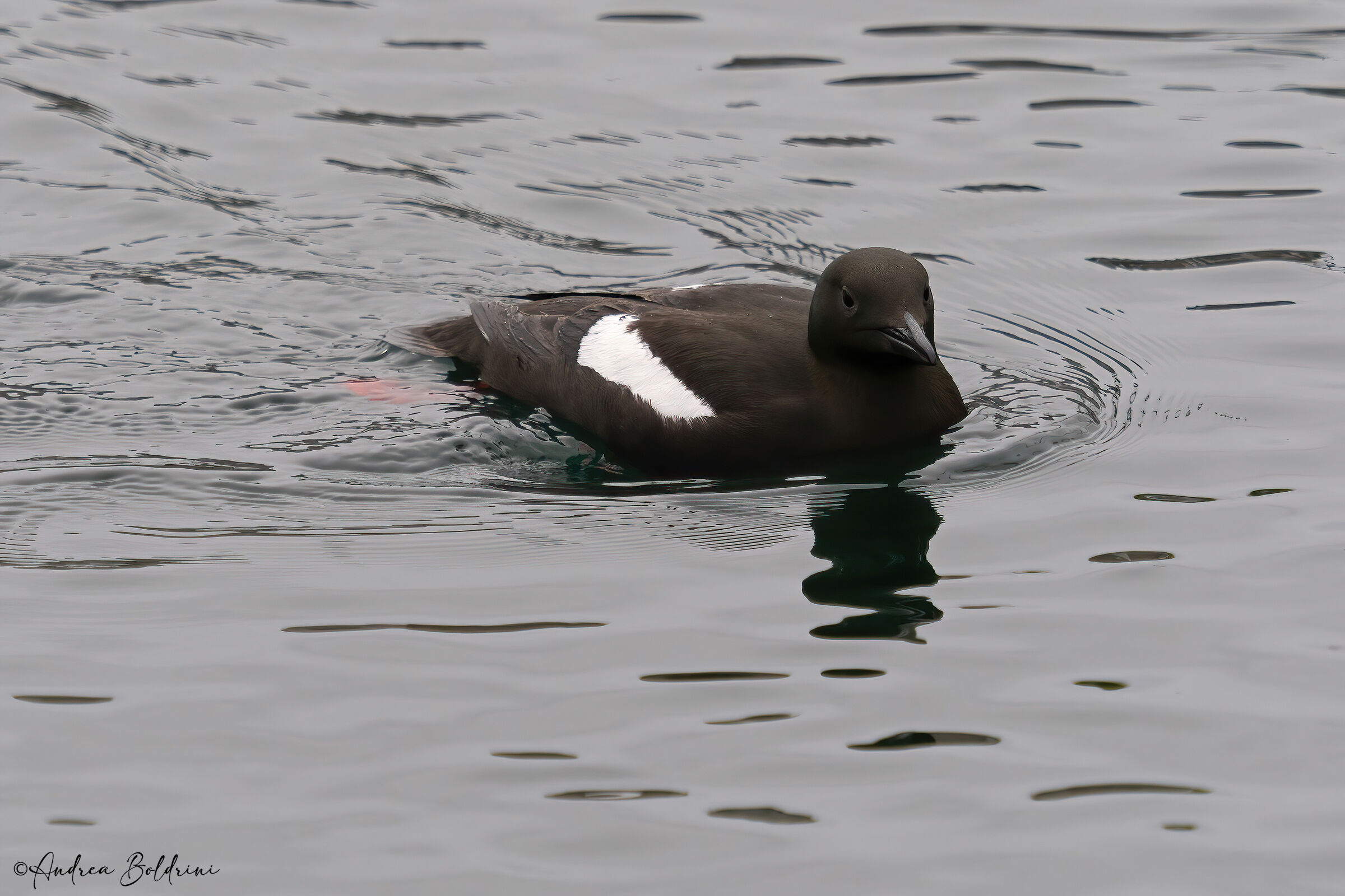 Black Guillemot
