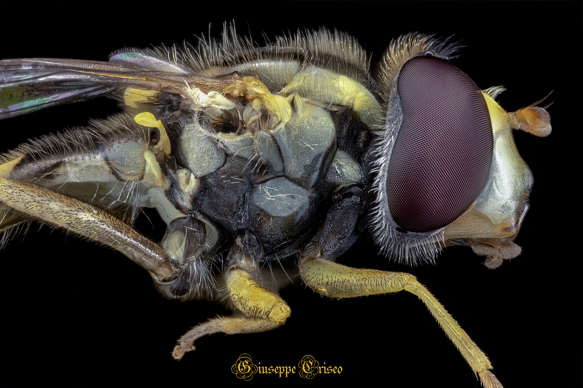 Sphaerophoria scripta, Syrphidae